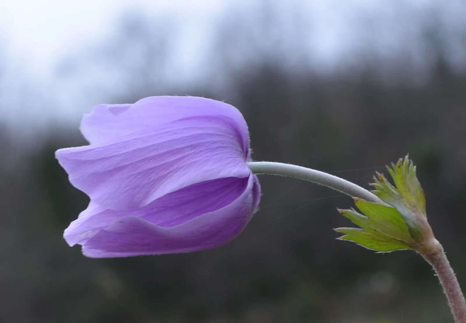 Windflower Or Greek Anemone (Anemone Blanda) — from full sun to partial shade