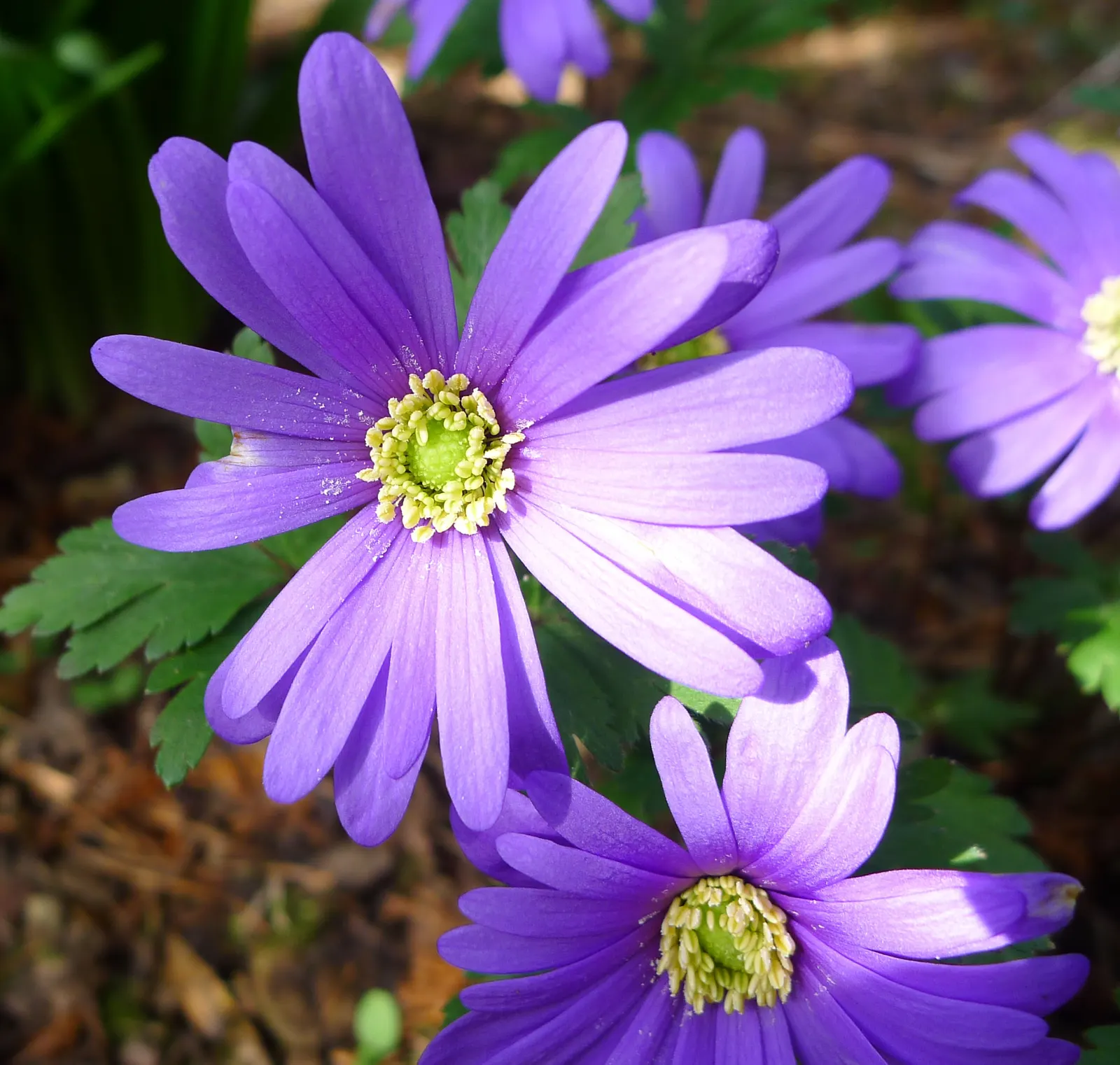 Windflower Or Greek Anemone (Anemone Blanda) — in areas with hotter climates; windflowers complement spring-blooming bulbs like tulips and daffodils, image 104