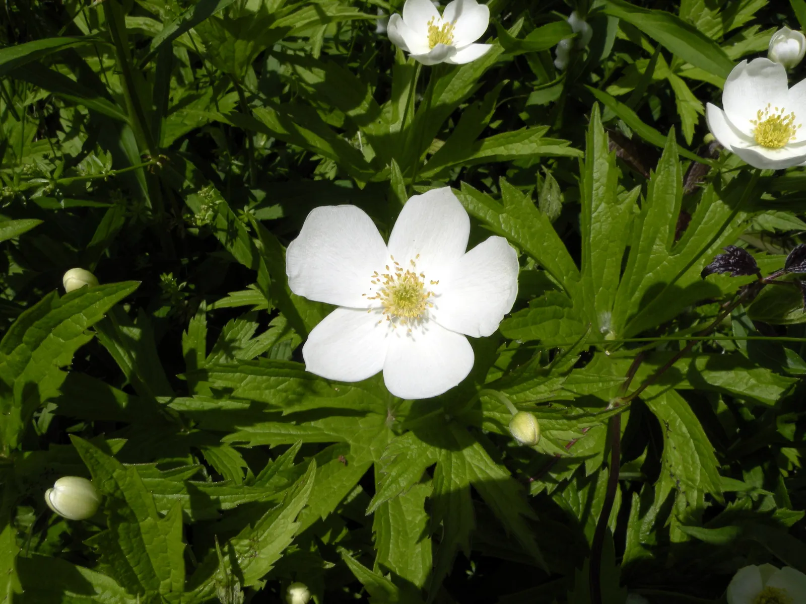Windflower Or Greek Anemone (Anemone Blanda) — it creates a lush carpet in spring; windflowers complement spring-blooming bulbs like tulips and, image 88