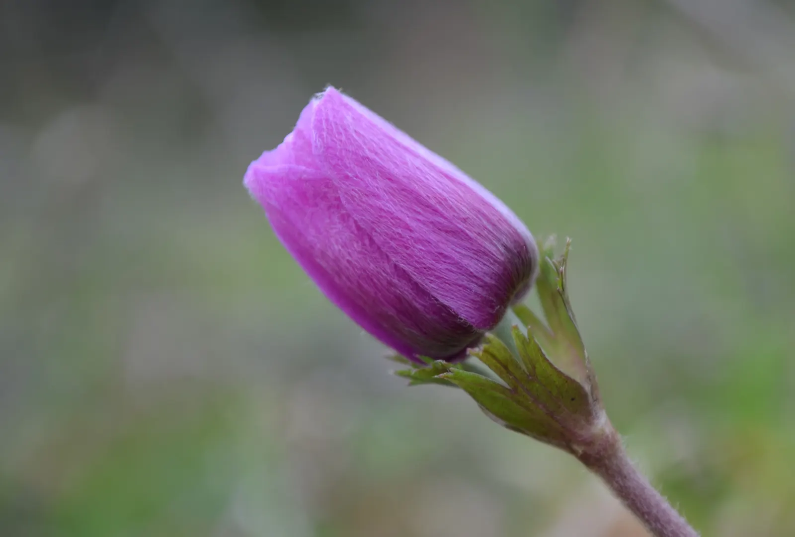 Windflower Or Greek Anemone (Anemone Blanda) — Ideal for rock gardens or as an underplanting; it creates a lush carpet in spring, image 89
