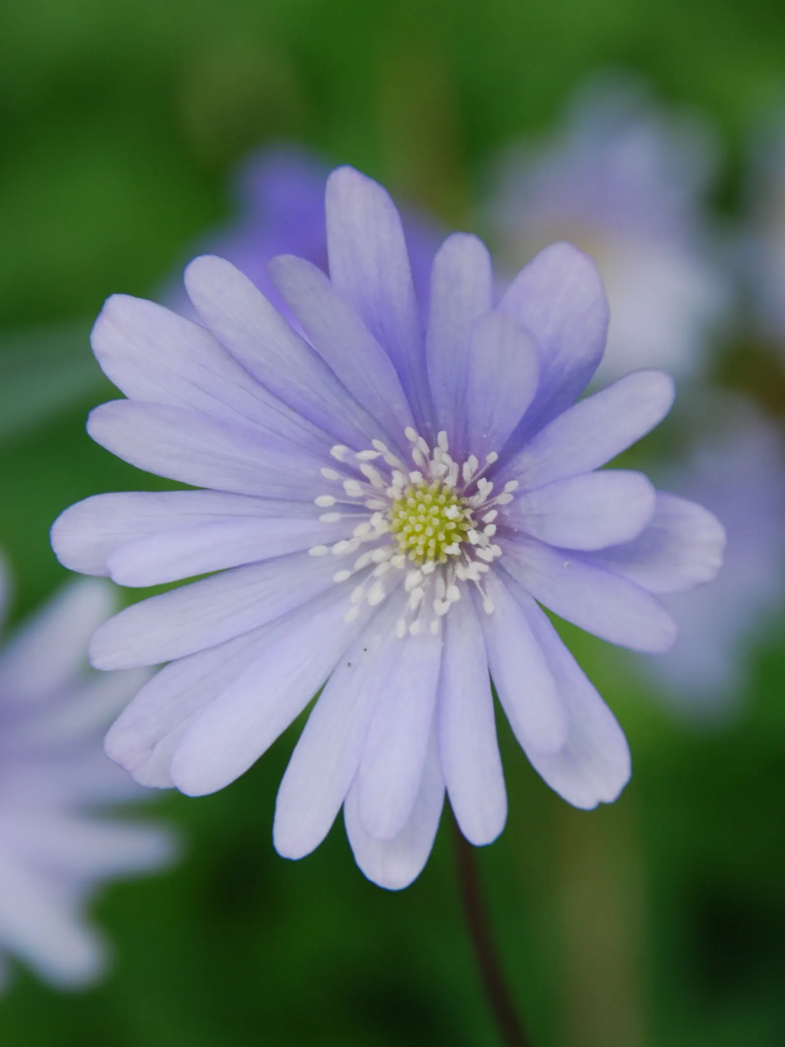 Windflower Or Greek Anemone (Anemone Blanda) — or naturalizing wooded areas; this perennial is renowned for its daisy-like flowers, image 106