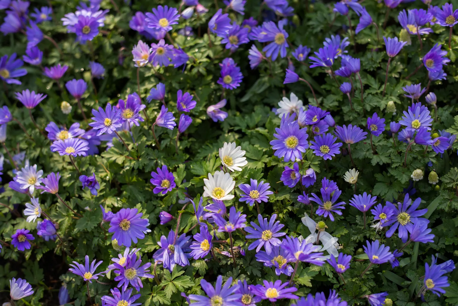 Windflower Or Greek Anemone (Anemone Blanda) — it creates a lush carpet in spring
