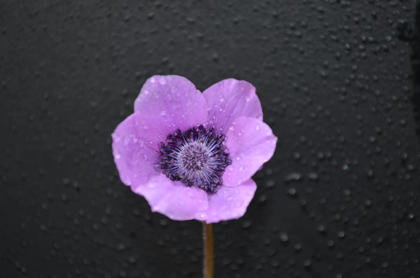 Windflower Or Greek Anemone (Anemone Blanda) — Windflowers complement spring-blooming bulbs like tulips and daffodils; it creates a lush carpet in, image 81