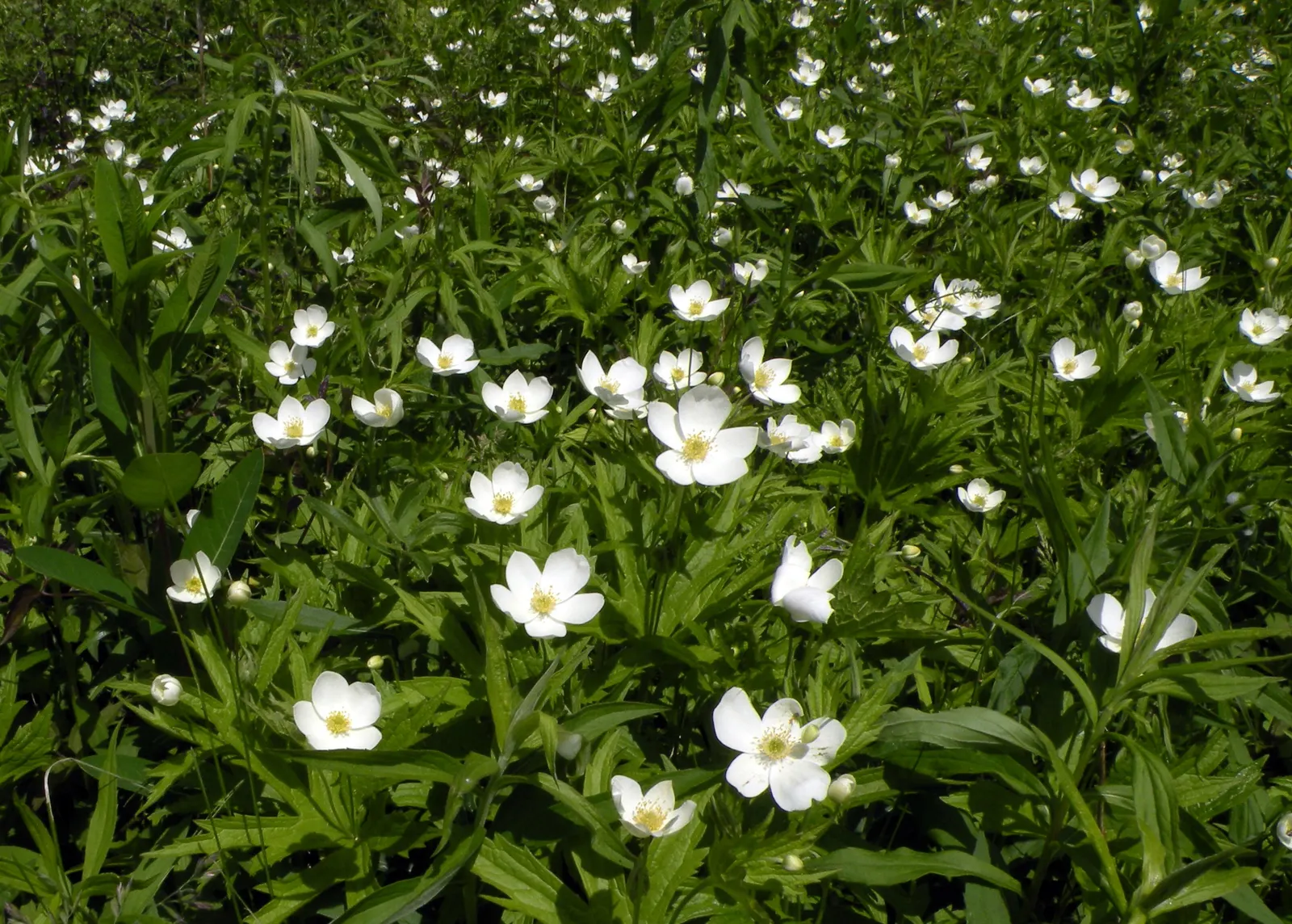 Windflower Or Greek Anemone (Anemone Blanda) — it naturalizes beautifully