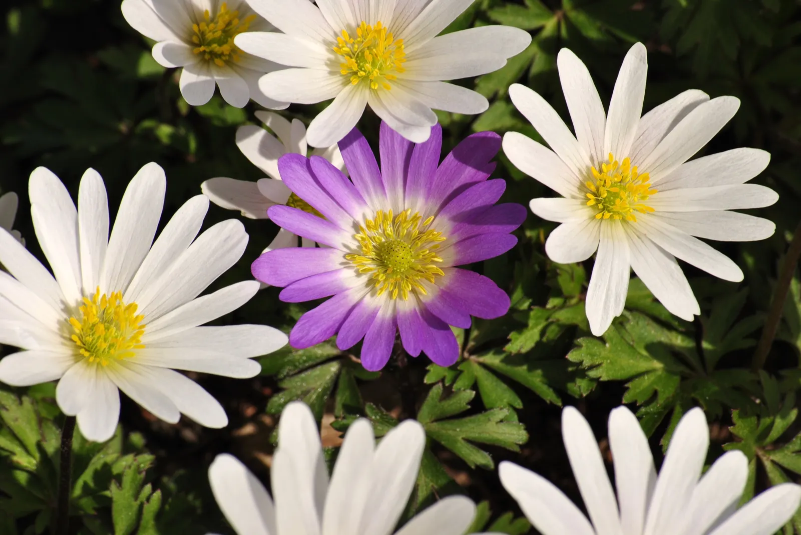 Windflower Or Greek Anemone (Anemone Blanda) — in areas with hotter climates; windflowers complement spring-blooming bulbs like tulips and daffodils