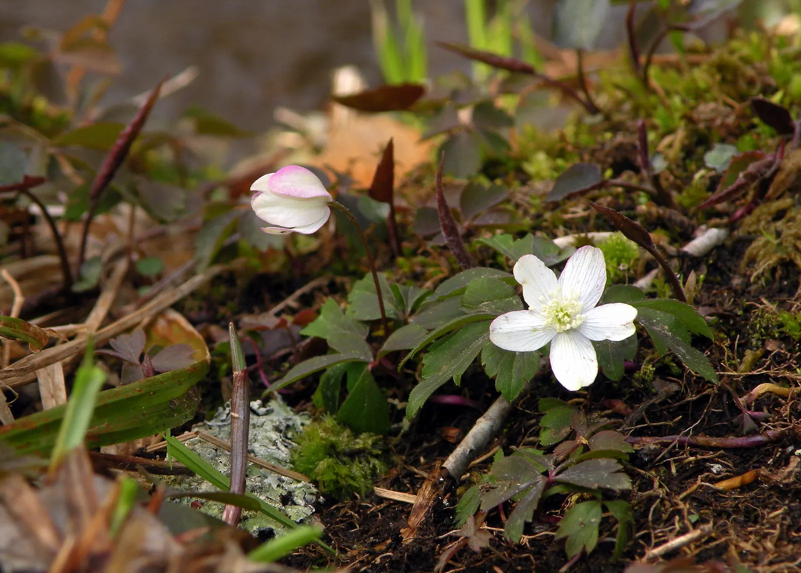 Windflower Or Greek Anemone (Anemone Blanda) — and pink.<br><br>Flourishing in USDA hardiness zones 5 through 8; this perennial is renowned for its, image 70