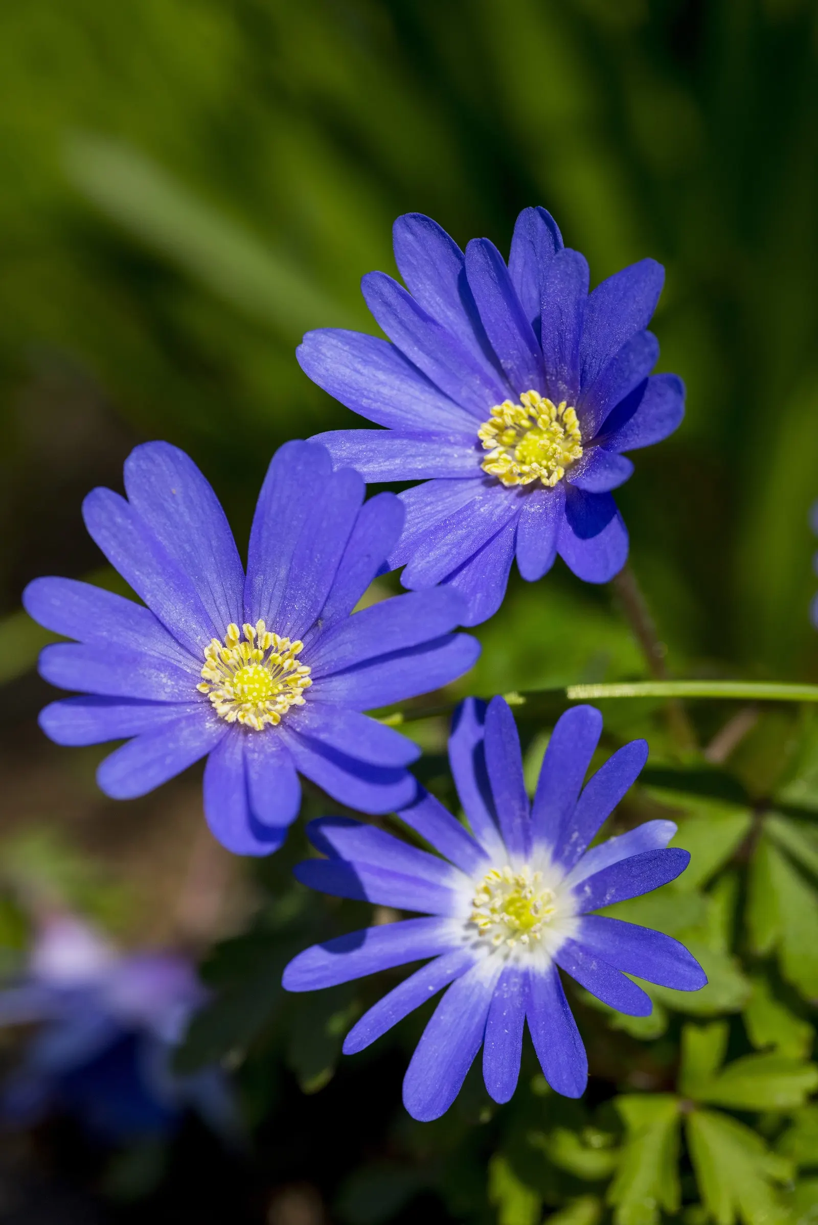 Windflower Or Greek Anemone (Anemone Blanda) — It prefers a mix of light conditions; it creates a lush carpet in spring