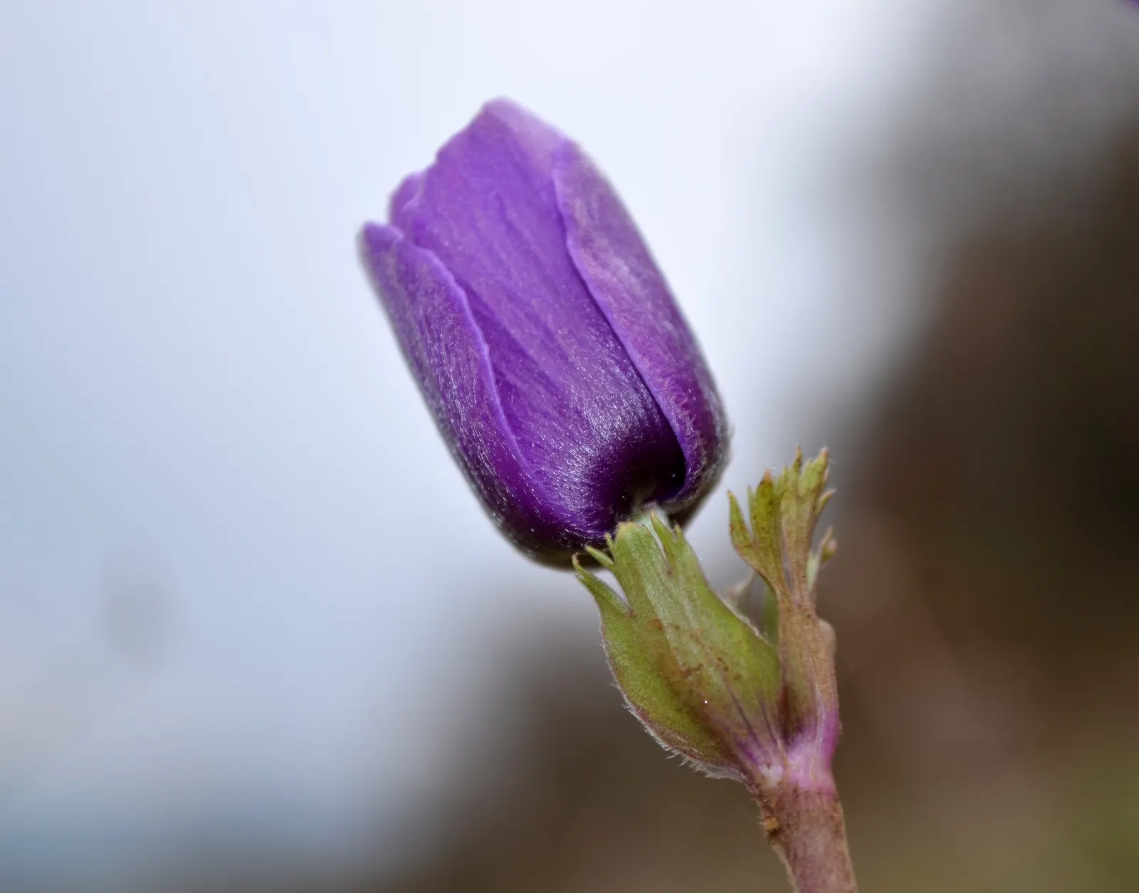 Windflower Or Greek Anemone (Anemone Blanda) — commonly referred to as the Windflower or Greek Anemone