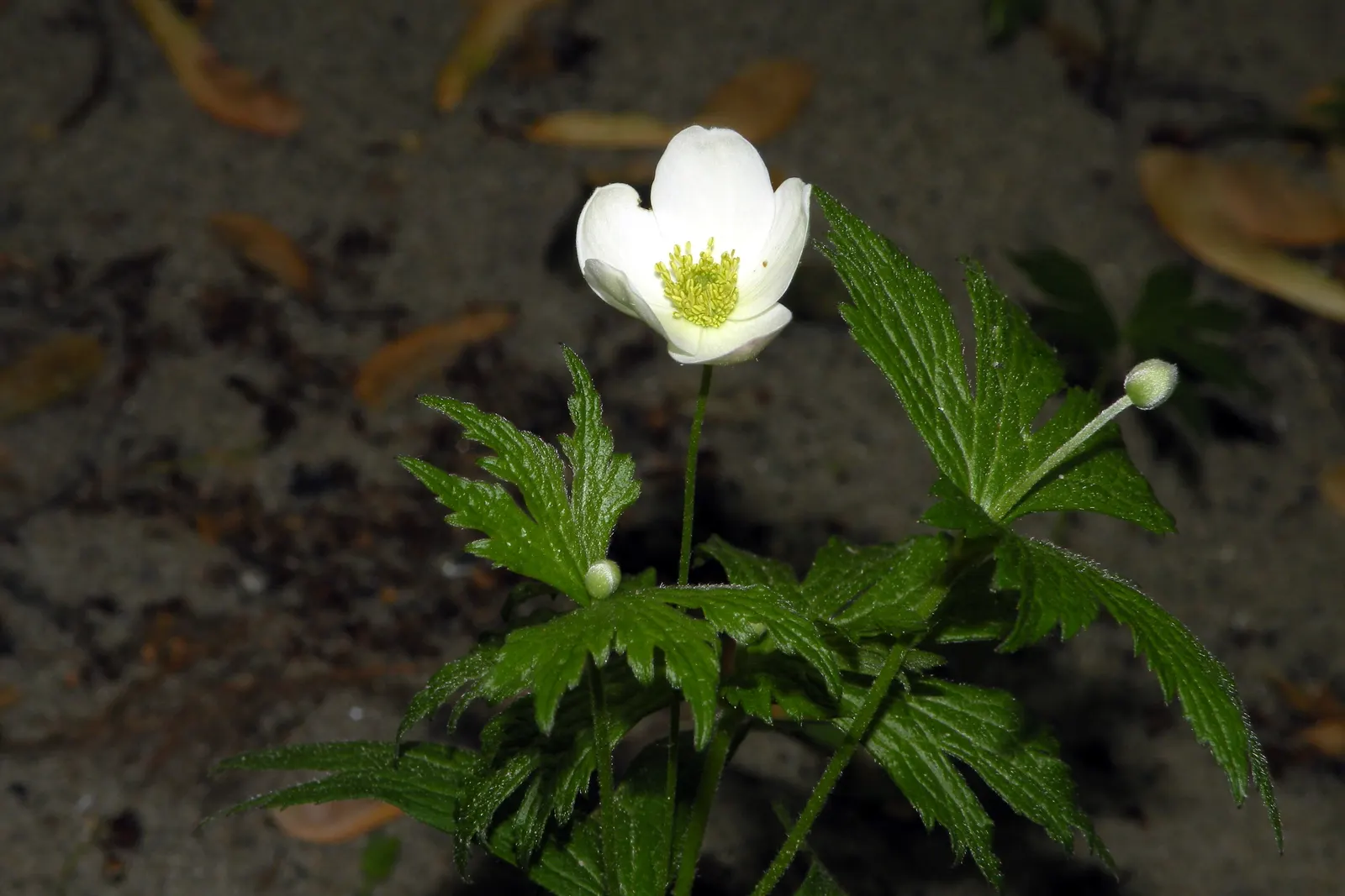 Windflower Or Greek Anemone (Anemone Blanda) — it naturalizes beautifully; this perennial is renowned for its daisy-like flowers, image 118