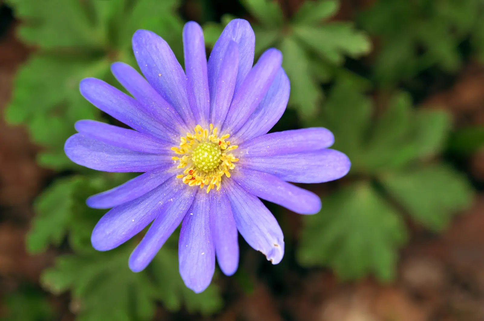 Windflower Or Greek Anemone (Anemone Blanda) — it naturalizes beautifully; this perennial is renowned for its daisy-like flowers, image 90