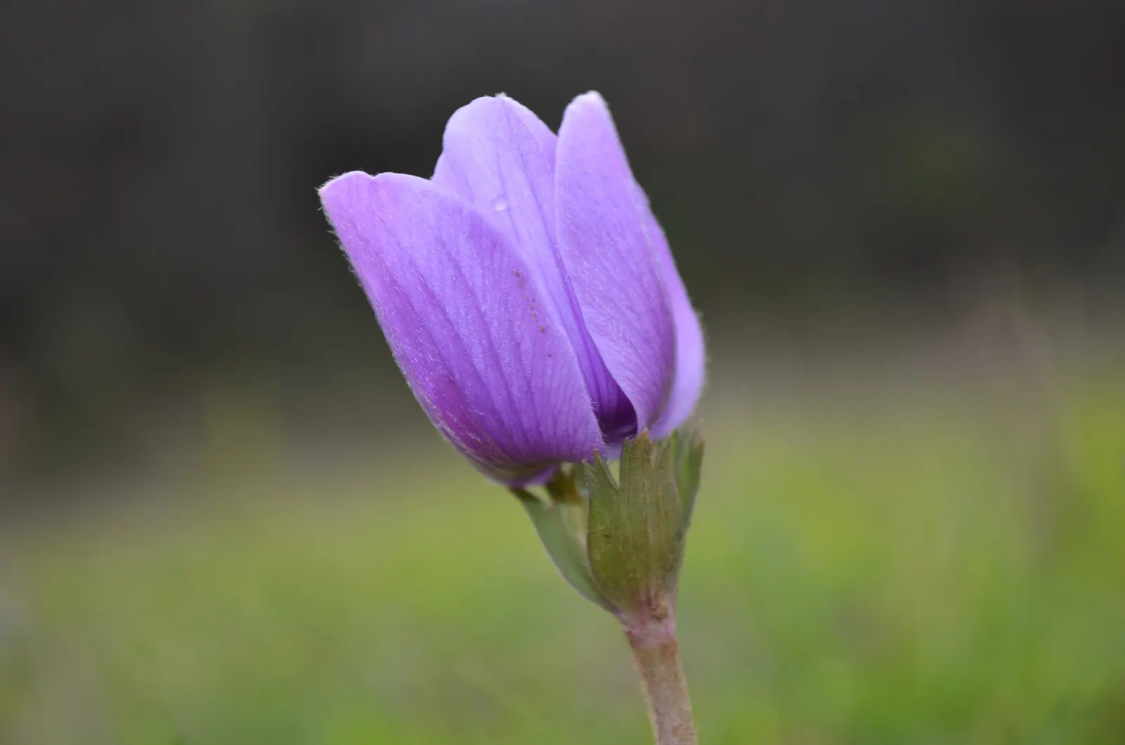 Windflower Or Greek Anemone (Anemone Blanda) — Ideal for rock gardens or as an underplanting; it creates a lush carpet in spring, image 61