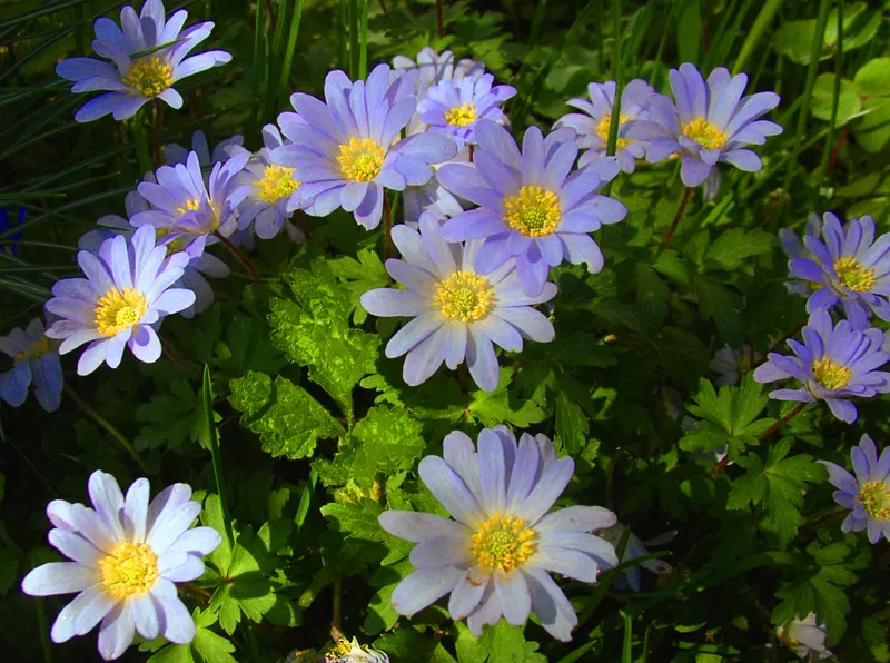 Windflower Or Greek Anemone (Anemone Blanda) — is a charming addition to any landscape design; it creates a lush carpet in spring, image 121