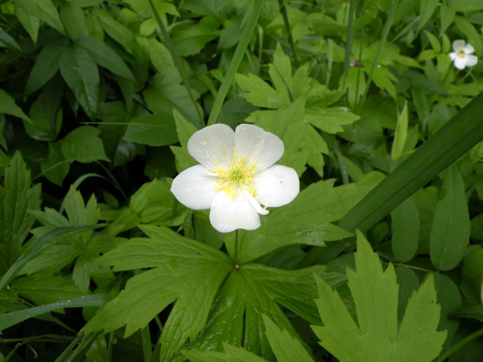 Windflower Or Greek Anemone (Anemone Blanda) — perennial for full or half or shade; windflowers complement spring-blooming bulbs like tulips and, image 112