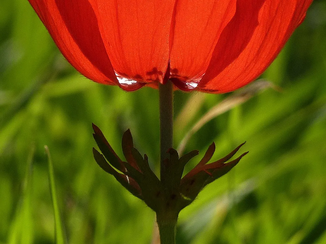Windflower Or Greek Anemone (Anemone Blanda) — commonly referred to as the Windflower or Greek Anemone; windflowers complement spring-blooming, image 64
