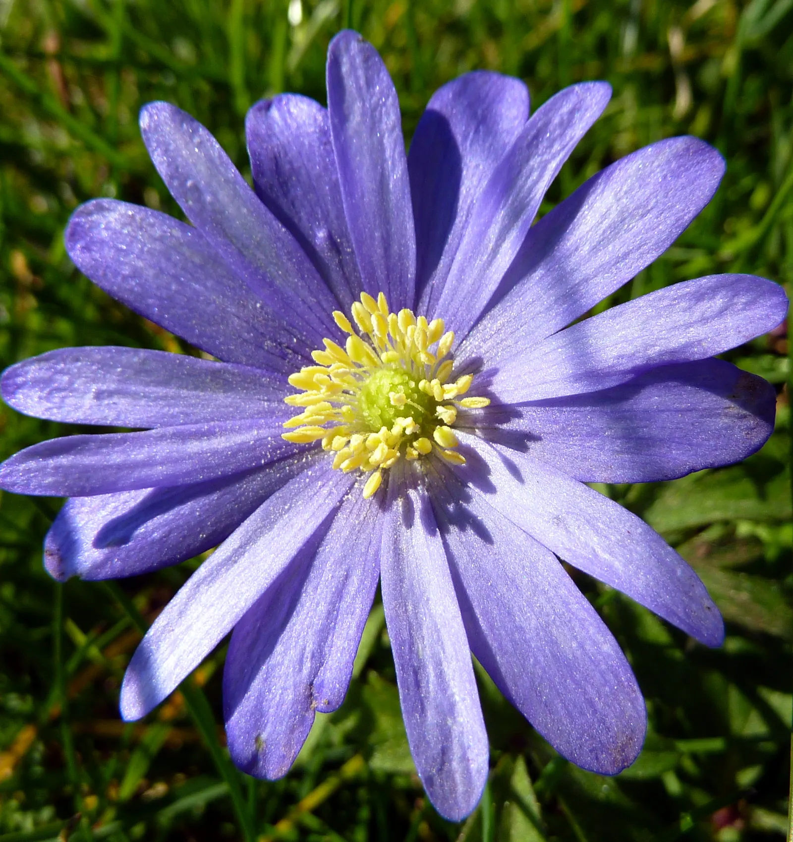 Windflower Or Greek Anemone (Anemone Blanda) — usually measuring 1 to 2 inches across
