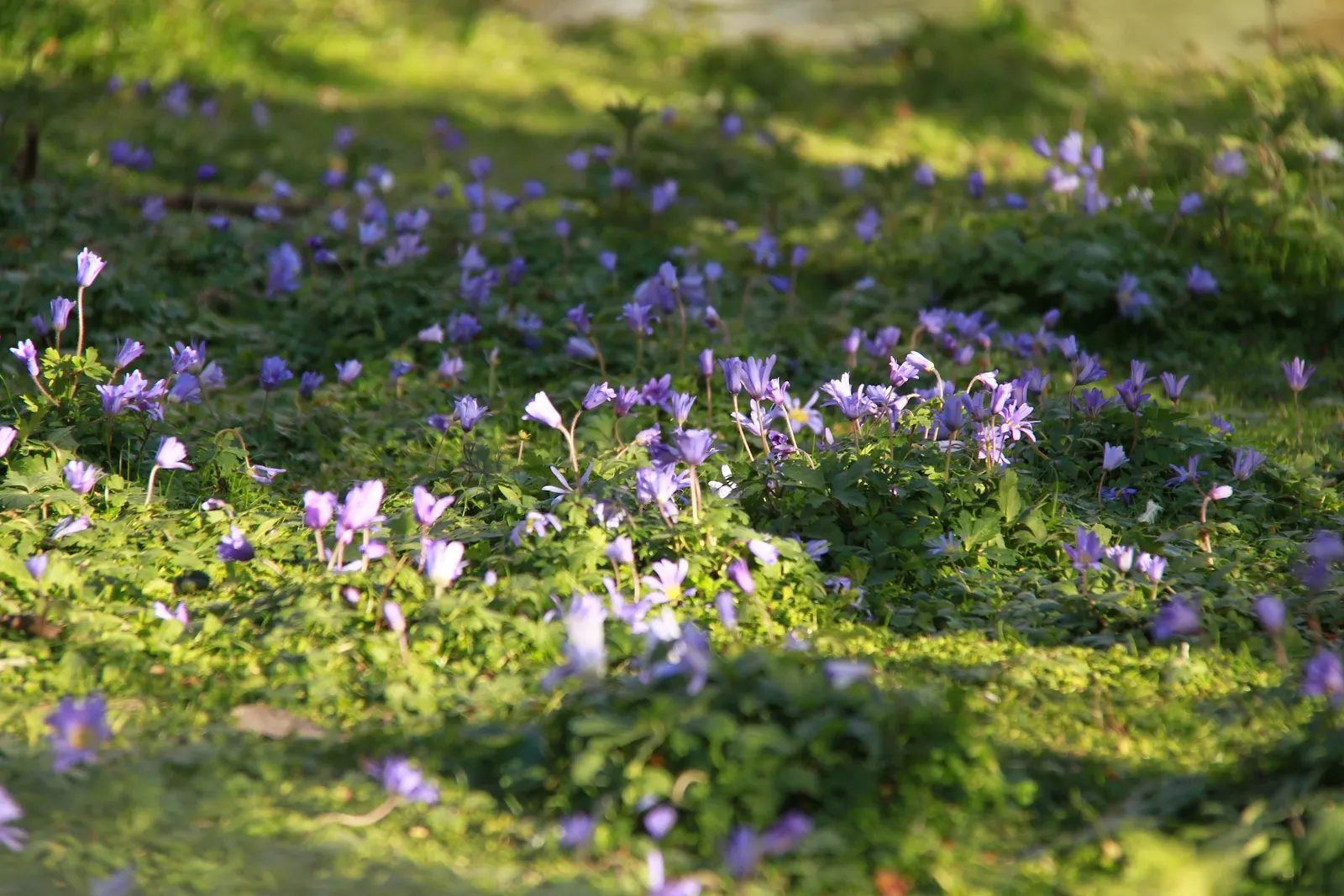Windflower Or Greek Anemone (Anemone Blanda) — This perennial is renowned for its daisy-like flowers; from full sun to partial shade