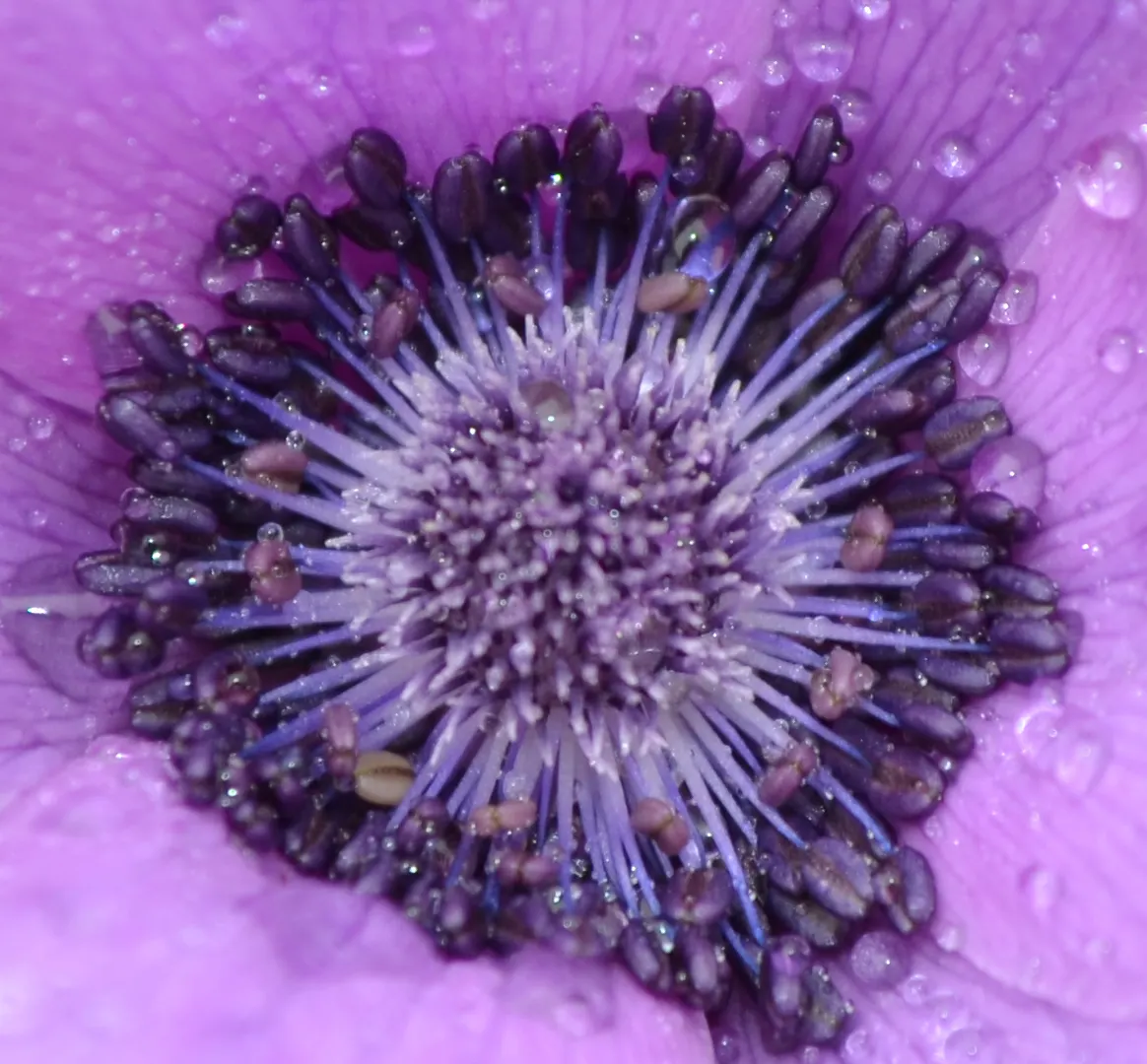 Windflower Or Greek Anemone (Anemone Blanda) — For a striking visual display, plant the tubers about 3 inches apart at a depth of 2 to 3 inches; from full sun