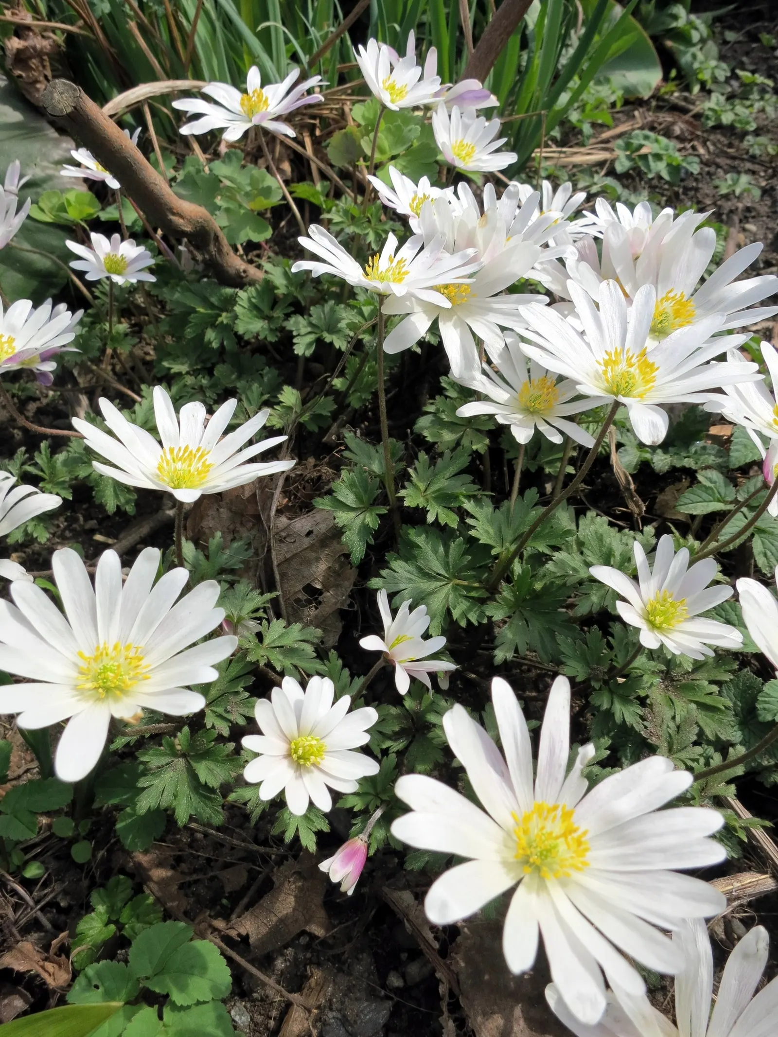 Windflower Or Greek Anemone (Anemone Blanda) — the Anemone blanda creates an enchanting ground cover that's excellent for borders; it creates a, image 77