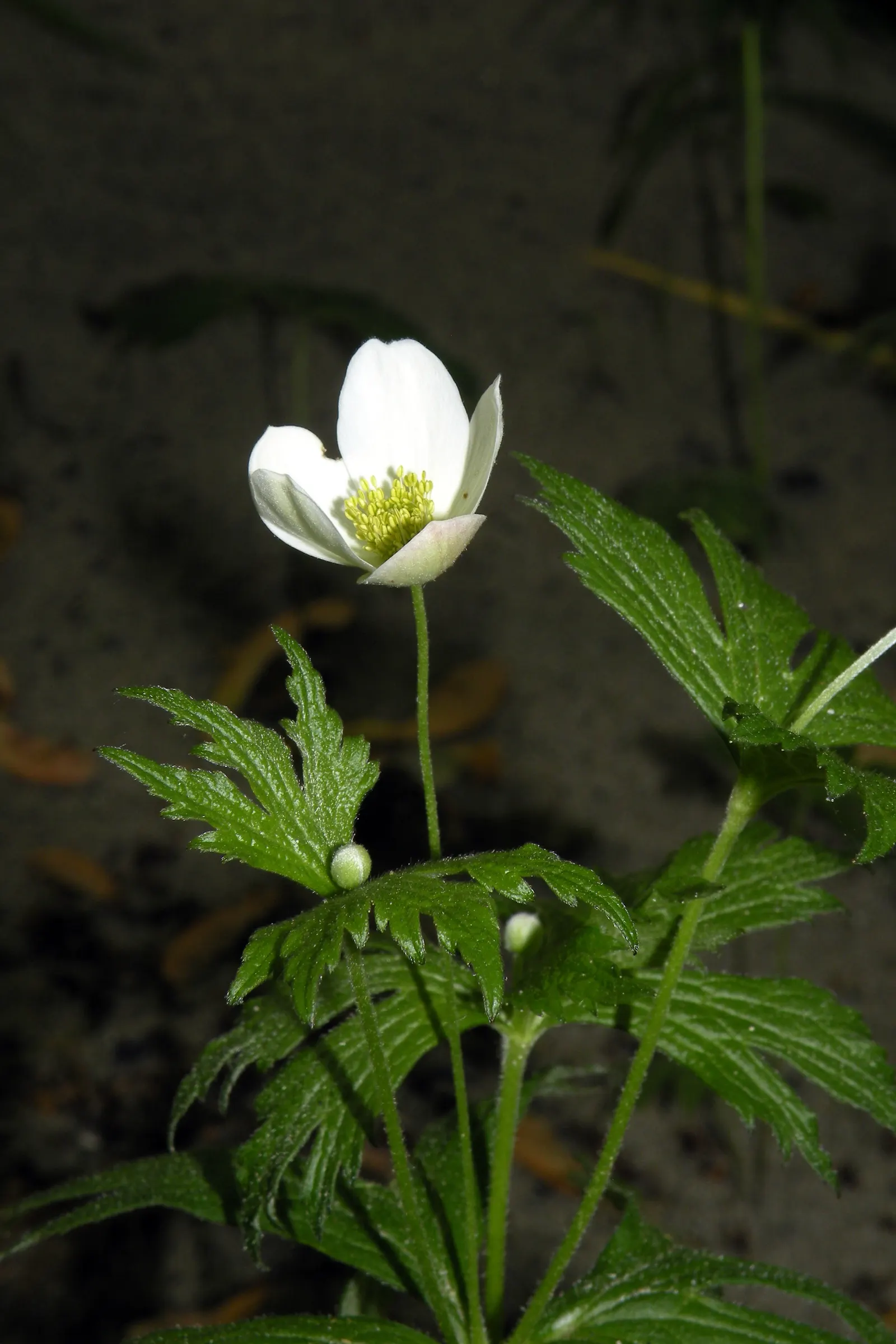 Windflower Or Greek Anemone (Anemone Blanda) — offering a low-maintenance option with moderate drought tolerance; from full sun to partial shade, image 91