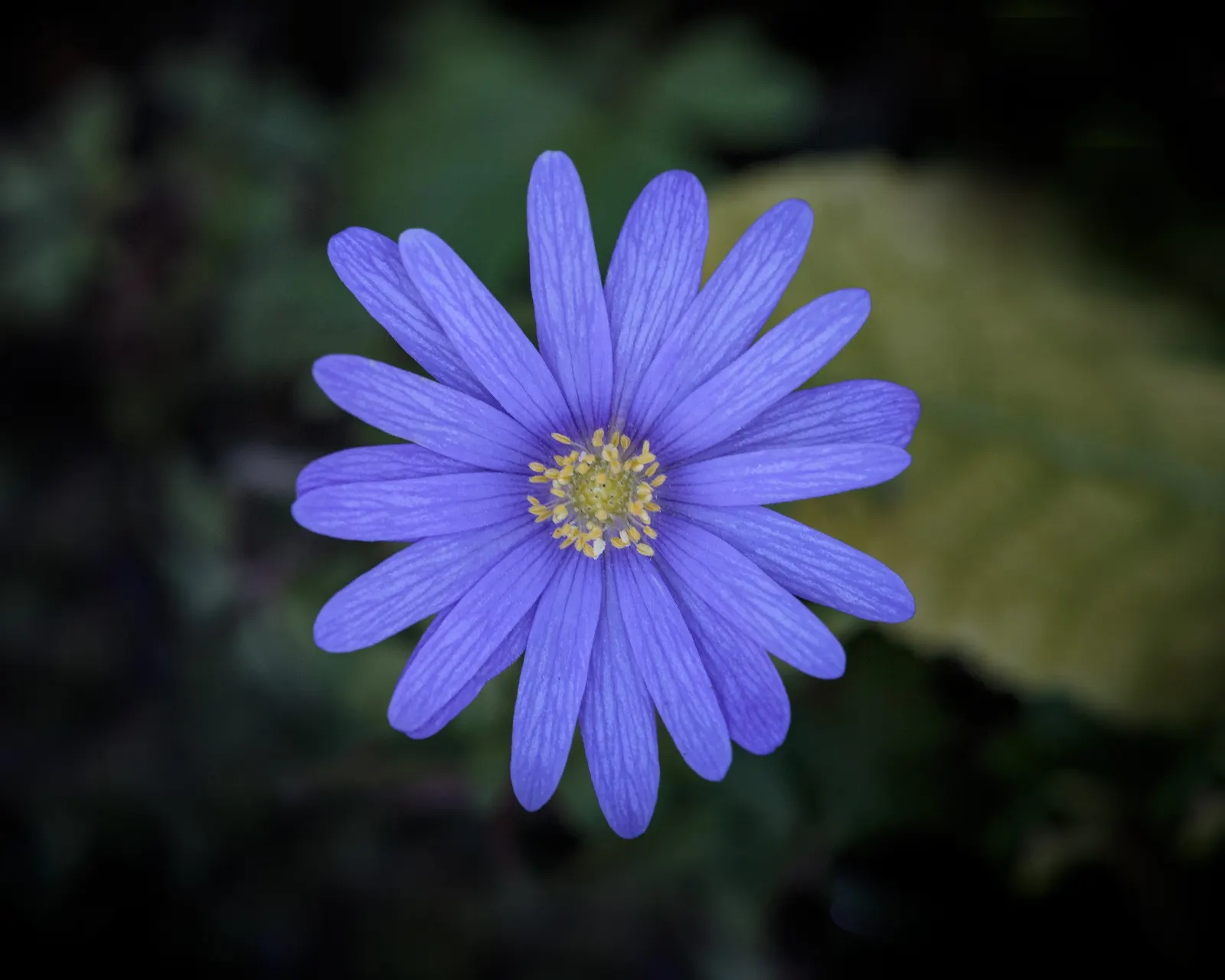 Windflower Or Greek Anemone (Anemone Blanda) — it creates a lush carpet in spring; windflowers complement spring-blooming bulbs like tulips and, image 60