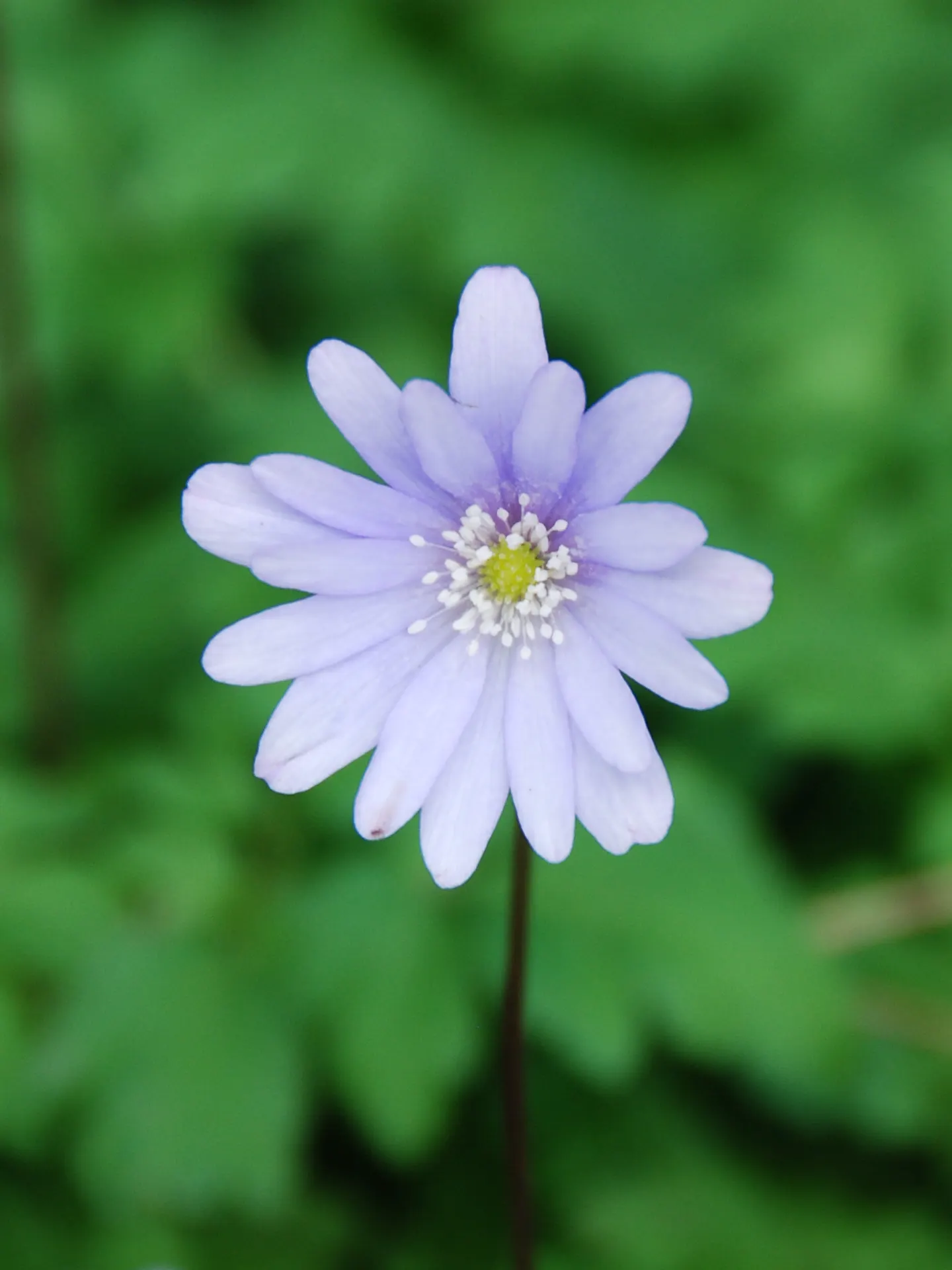 Windflower Or Greek Anemone (Anemone Blanda) — the Windflower thrives in well-drained soil
