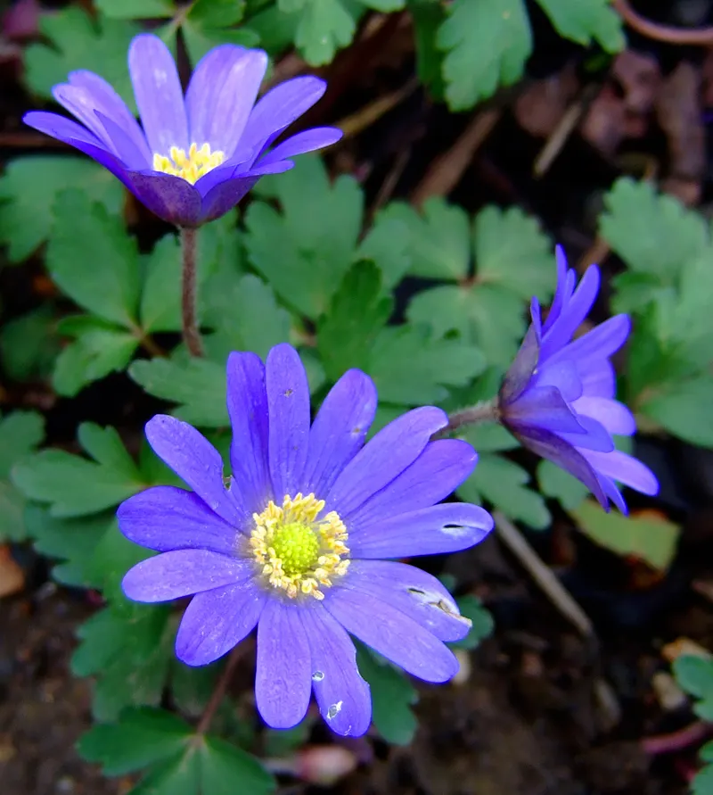 Windflower Or Greek Anemone (Anemone Blanda) — purple flowers in the garden; this perennial is renowned for its daisy-like flowers