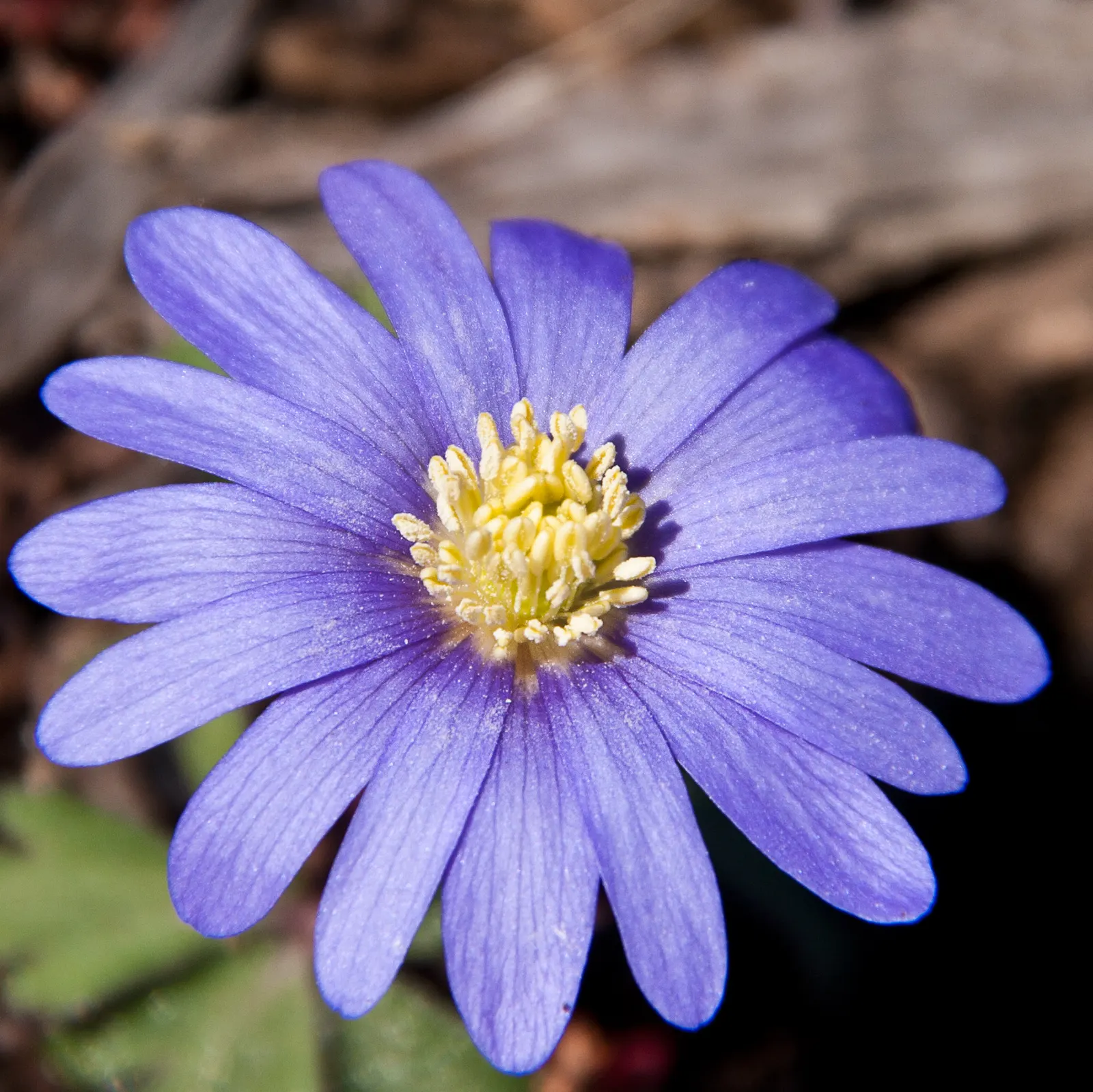 Windflower Or Greek Anemone (Anemone Blanda) — purple flowers in the garden; this perennial is renowned for its daisy-like flowers, image 110