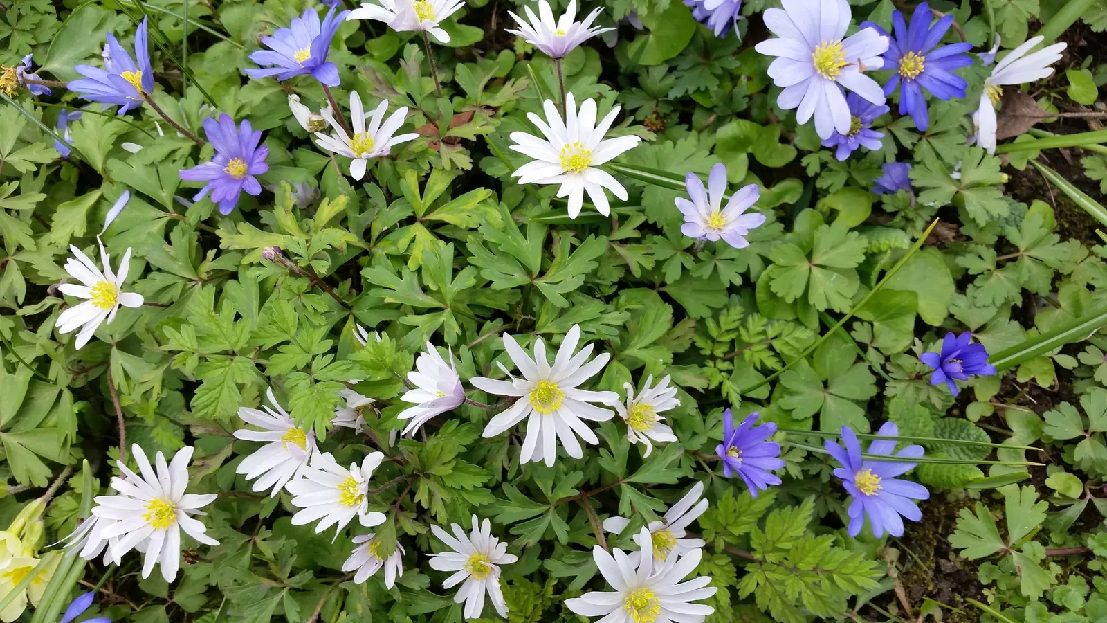 Windflower Or Greek Anemone (Anemone Blanda) — For a striking visual display, plant the tubers about 3 inches apart at a depth of 2 to 3 inches