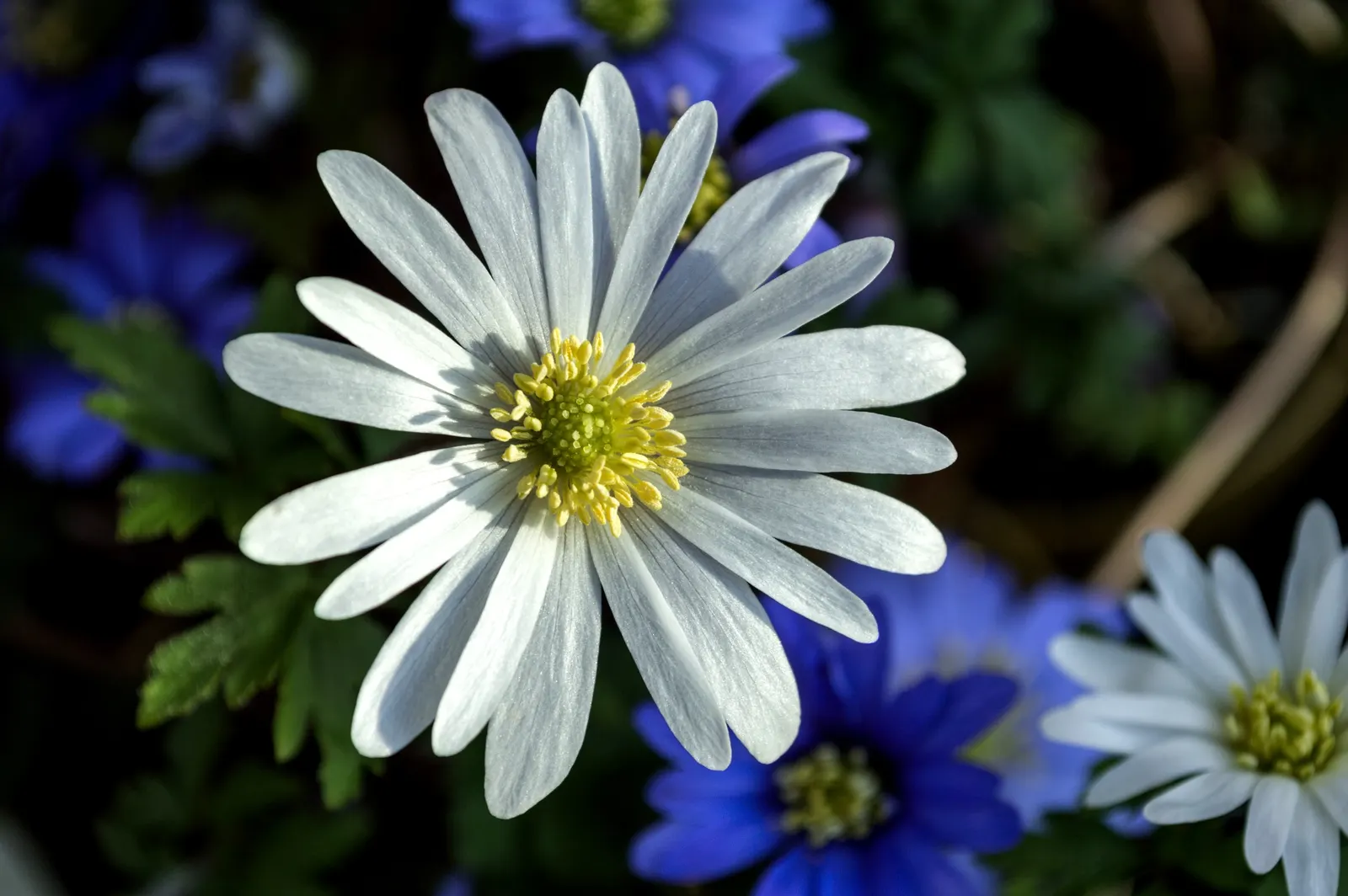 Windflower Or Greek Anemone (Anemone Blanda) — purple flowers in the garden; this perennial is renowned for its daisy-like flowers, image 82