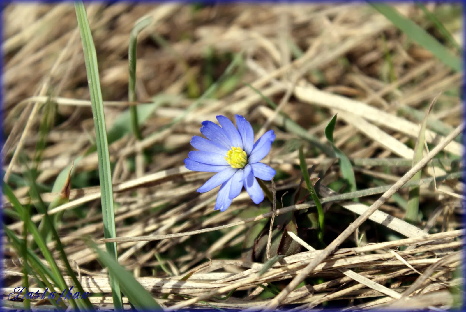 Windflower Or Greek Anemone (Anemone Blanda) — offering a gentle splash of color in early spring; this perennial is renowned for its daisy-like, image 122