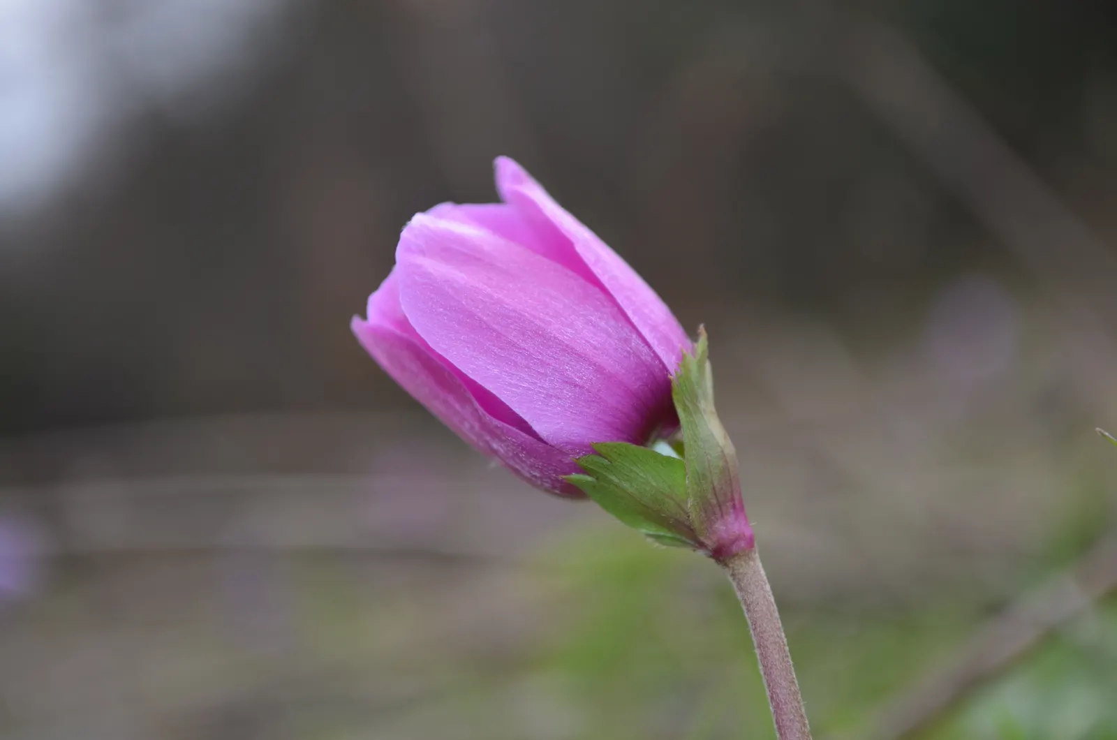 Windflower Or Greek Anemone (Anemone Blanda) — with an optimal pH range of 5.5 to 7.5; windflowers complement spring-blooming bulbs like tulips and, image 72