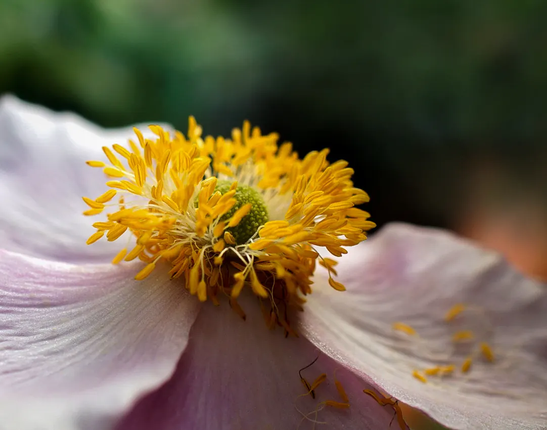 Windflower Or Greek Anemone (Anemone Blanda) — Exhibiting a vibrant display of daisy-like blooms in shades of blue; from full sun to partial shade, image 115