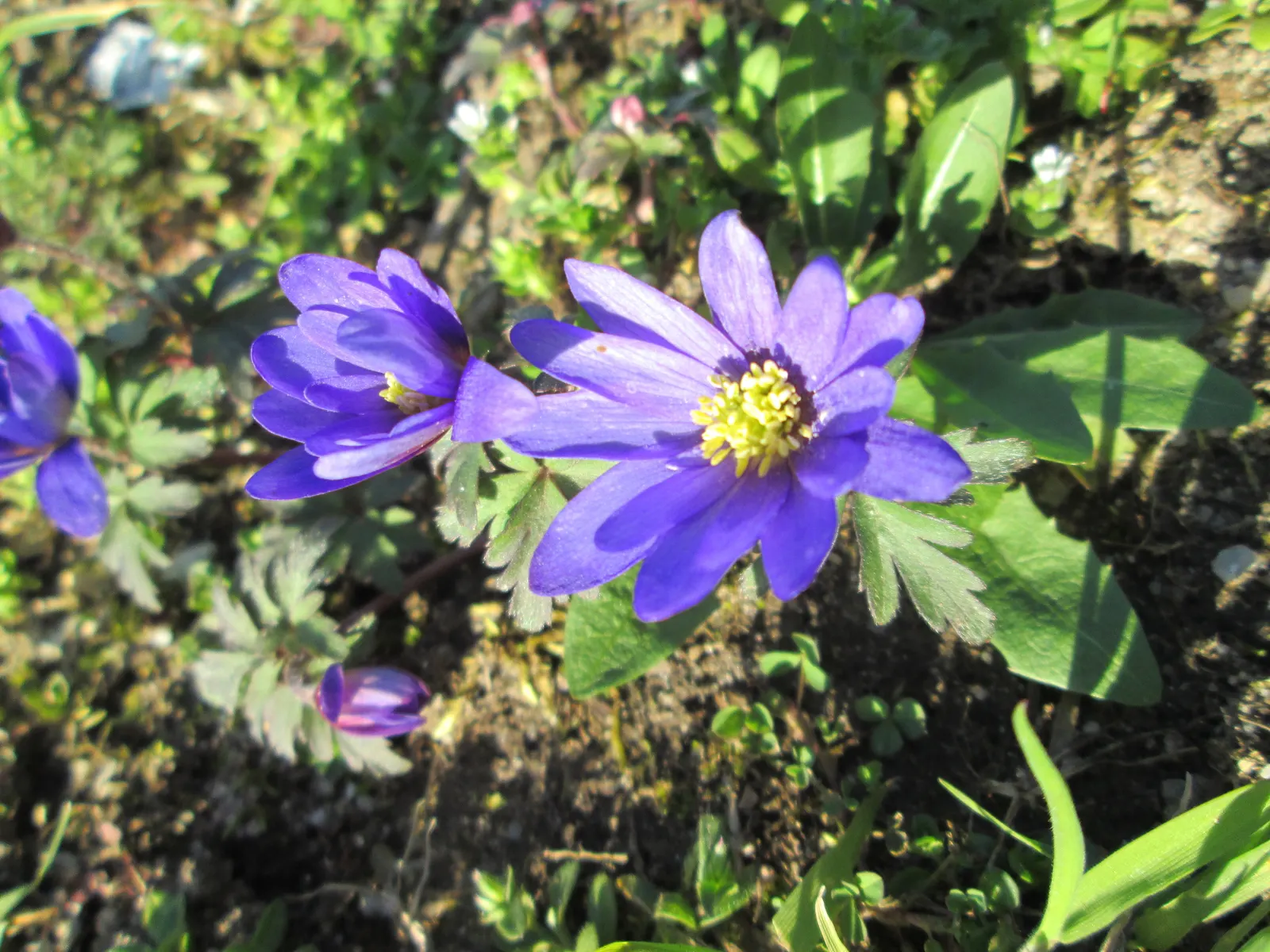 Windflower Or Greek Anemone (Anemone Blanda) — commonly referred to as the Windflower or Greek Anemone; windflowers complement spring-blooming bulbs like