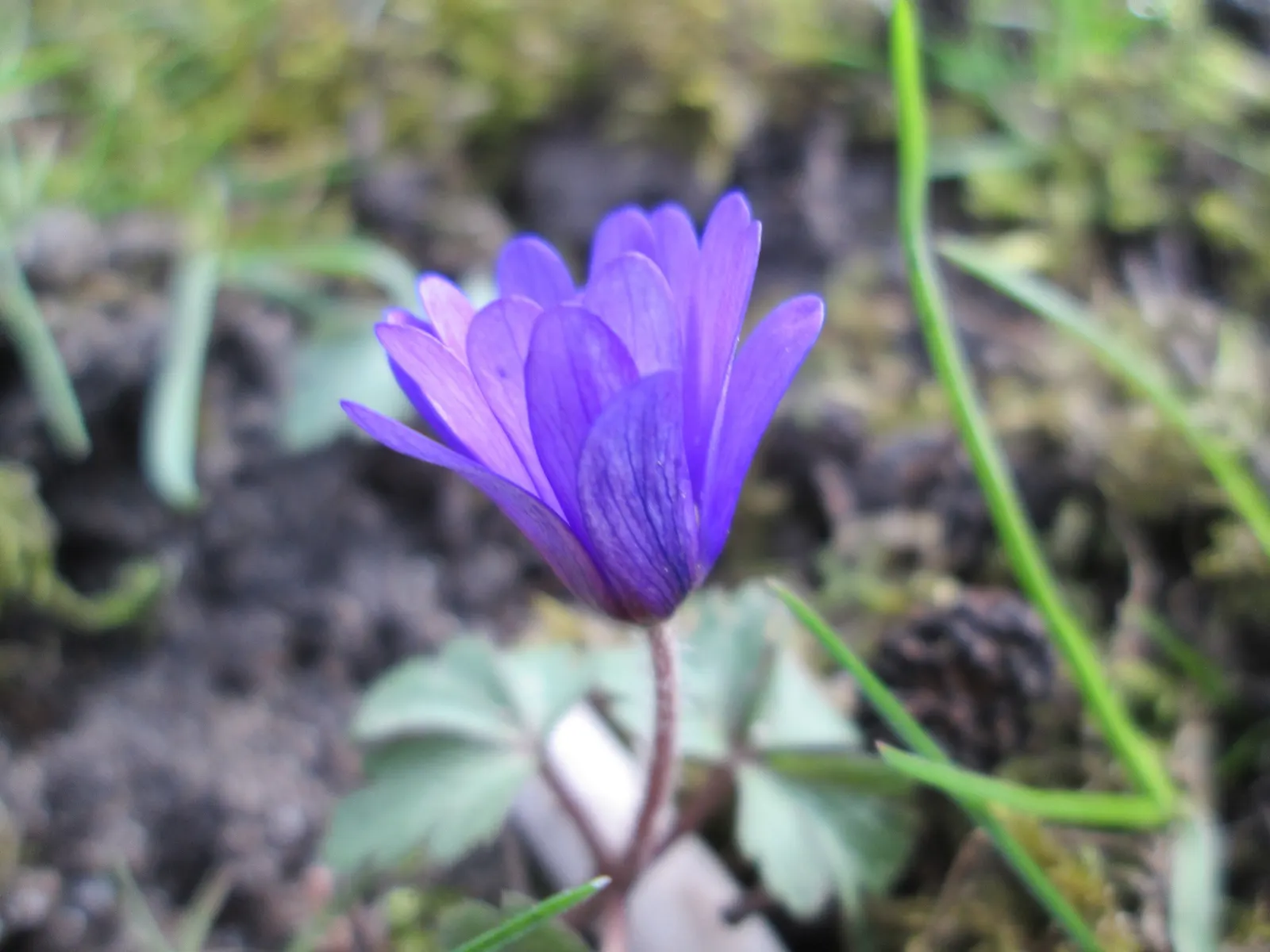 Windflower Or Greek Anemone (Anemone Blanda) — with an optimal pH range of 5.5 to 7.5