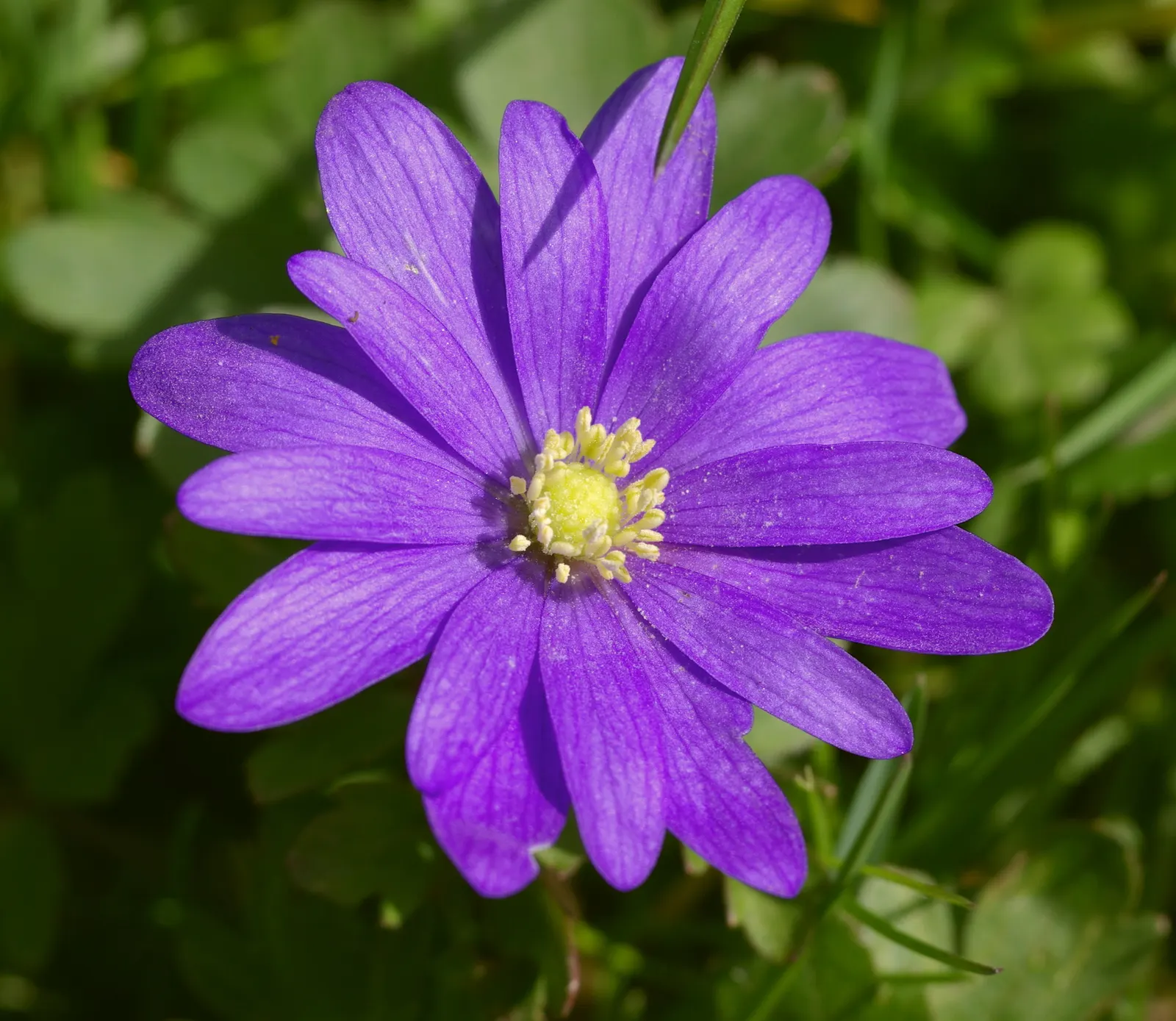 Windflower Or Greek Anemone (Anemone Blanda) — perennial for full or half or shade