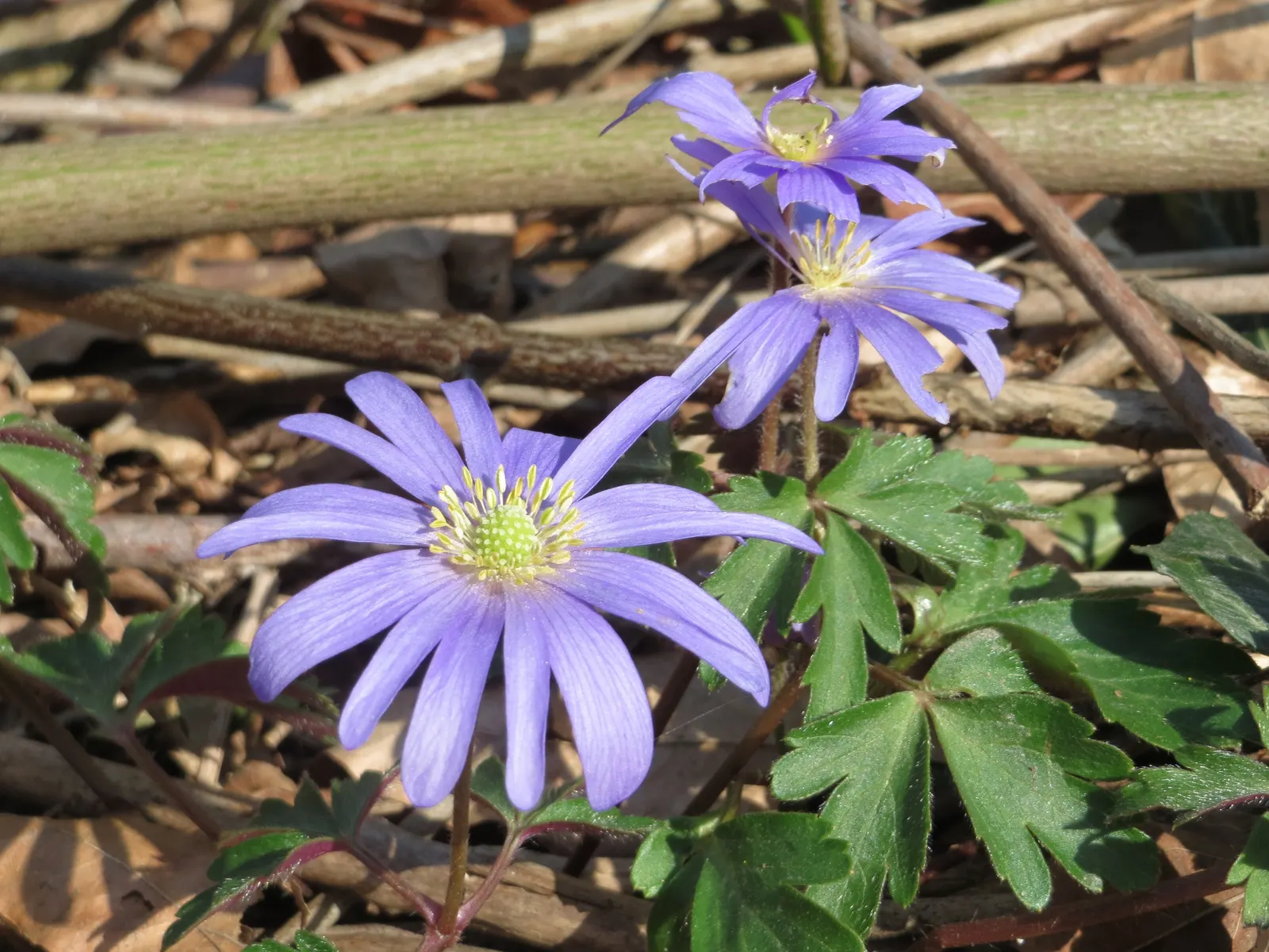 Windflower Or Greek Anemone (Anemone Blanda) — and pink.<br><br>Flourishing in USDA hardiness zones 5 through 8