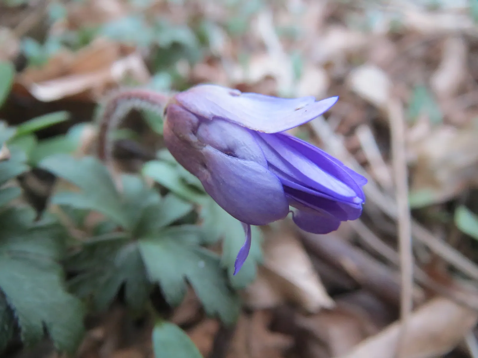 Windflower Or Greek Anemone (Anemone Blanda) — Exhibiting a vibrant display of daisy-like blooms in shades of blue; from full sun to partial shade, image 59