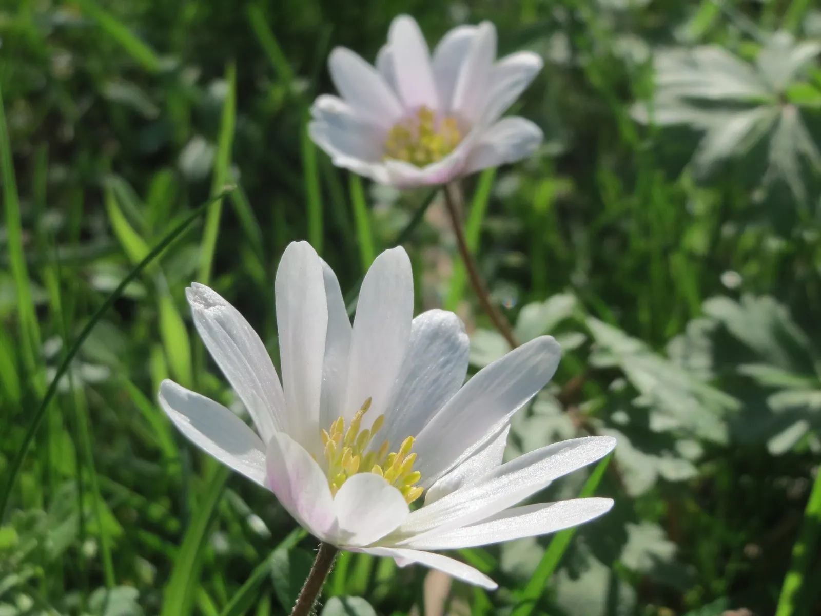 Windflower Or Greek Anemone (Anemone Blanda) — offering a gentle splash of color in early spring; this perennial is renowned for its daisy-like flowers