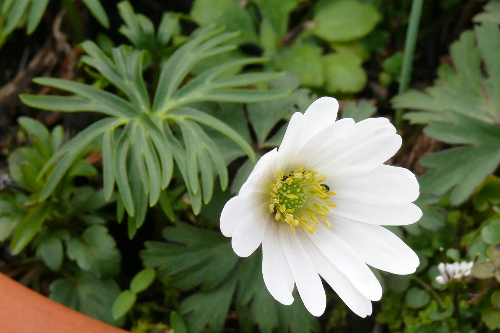 Windflower Or Greek Anemone (Anemone Blanda) — with an optimal pH range of 5.5 to 7.5; windflowers complement spring-blooming bulbs like tulips and daffodils