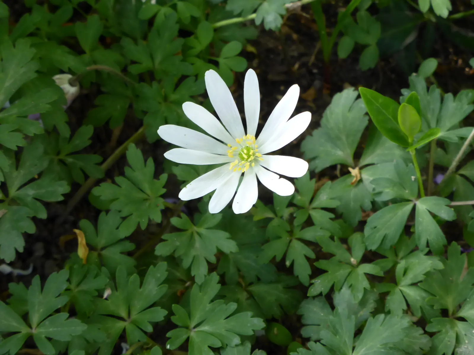 Windflower Or Greek Anemone (Anemone Blanda) — usually measuring 1 to 2 inches across; windflowers complement spring-blooming bulbs like tulips and, image 68