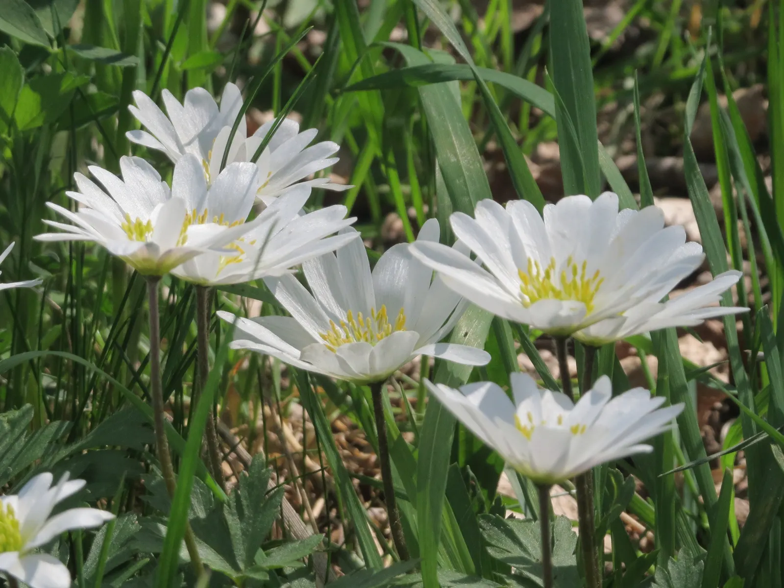 Windflower Or Greek Anemone (Anemone Blanda) — is a charming addition to any landscape design