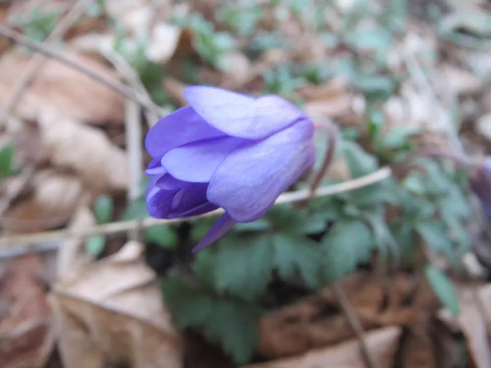 Windflower Or Greek Anemone (Anemone Blanda) — They require little maintenance once established; windflowers complement spring-blooming bulbs like tulips and