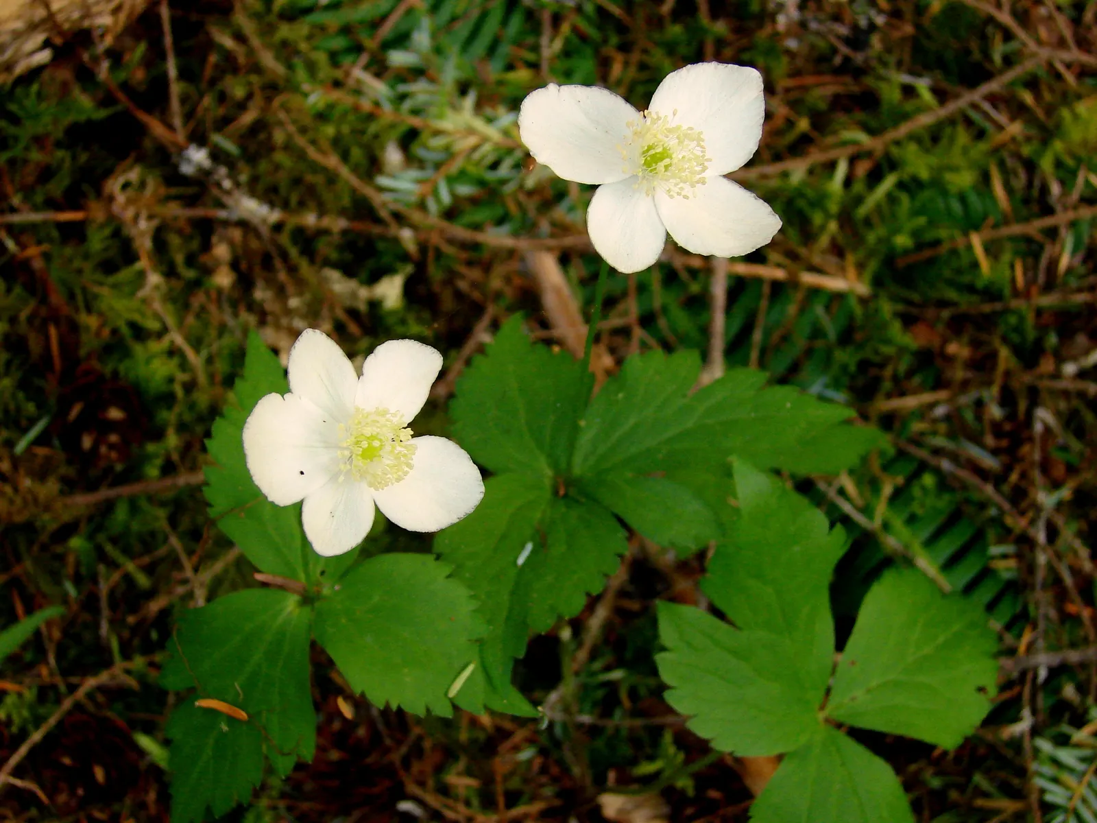 Windflower Or Greek Anemone (Anemone Blanda) — offering a low-maintenance option with moderate drought tolerance
