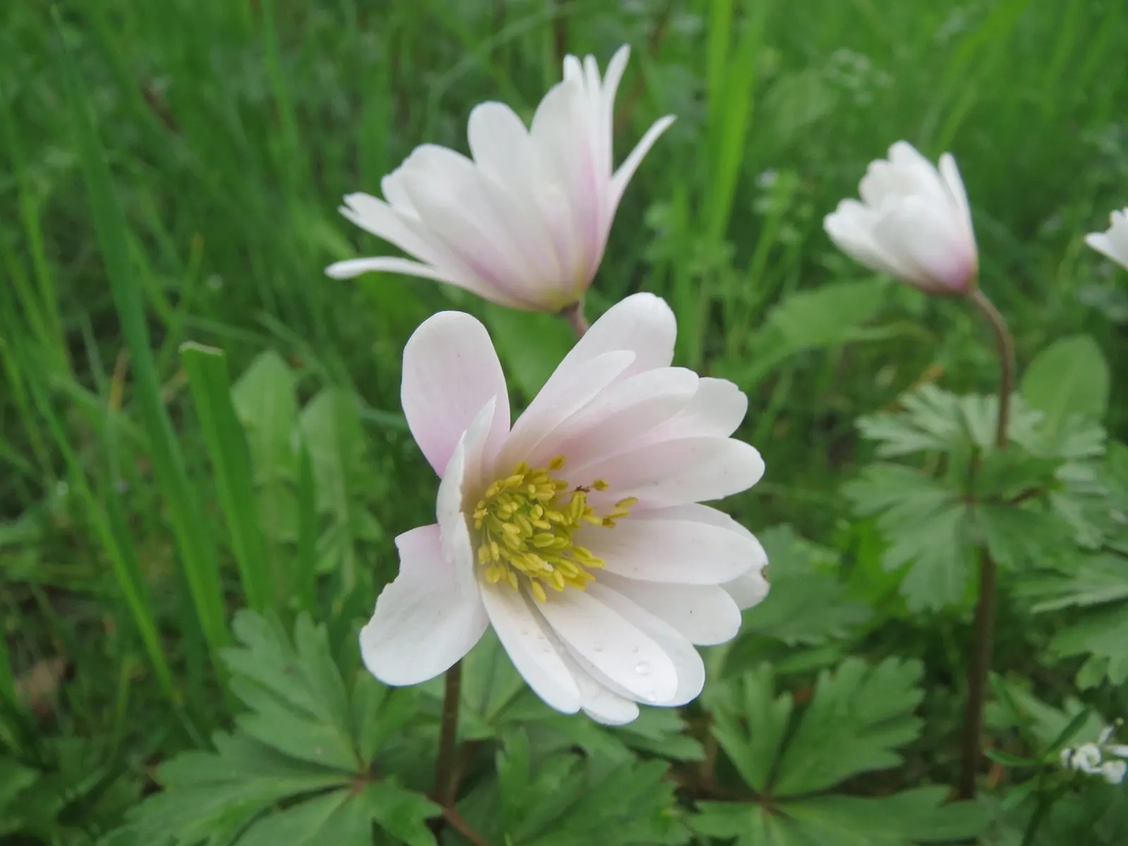 Windflower Or Greek Anemone (Anemone Blanda) — it creates a lush carpet in spring; windflowers complement spring-blooming bulbs like tulips and, image 116