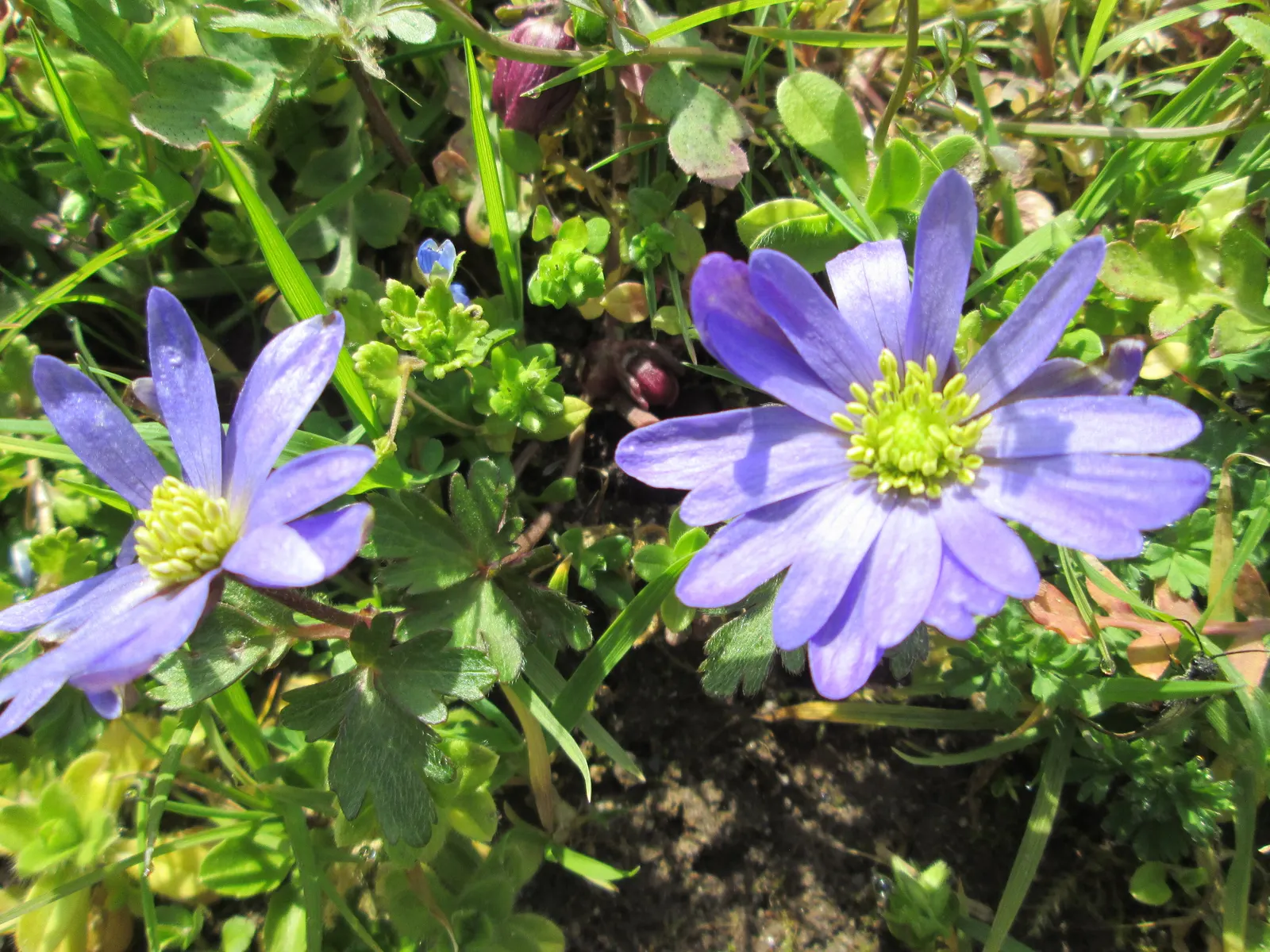 Windflower Or Greek Anemone (Anemone Blanda) — Anemone blanda, the Windflower or Grecian Anemone, is a charming perennial reaching 4-6 inches in, image 85
