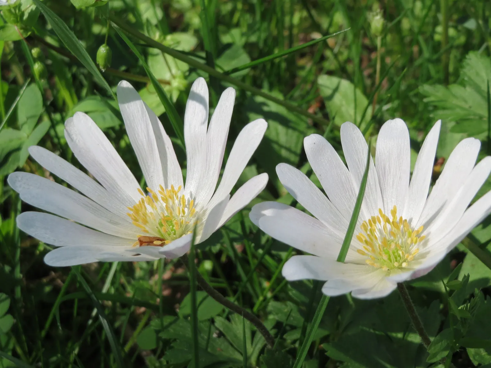 Windflower Or Greek Anemone (Anemone Blanda) — that come in a delightful range of hues including blue; it creates a lush carpet in spring, image 97