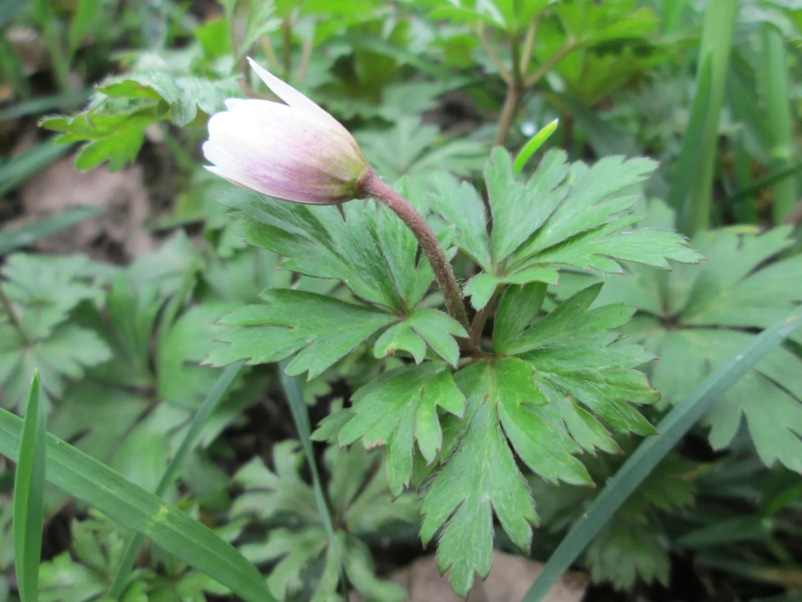 Windflower Or Greek Anemone (Anemone Blanda) — It prefers a mix of light conditions
