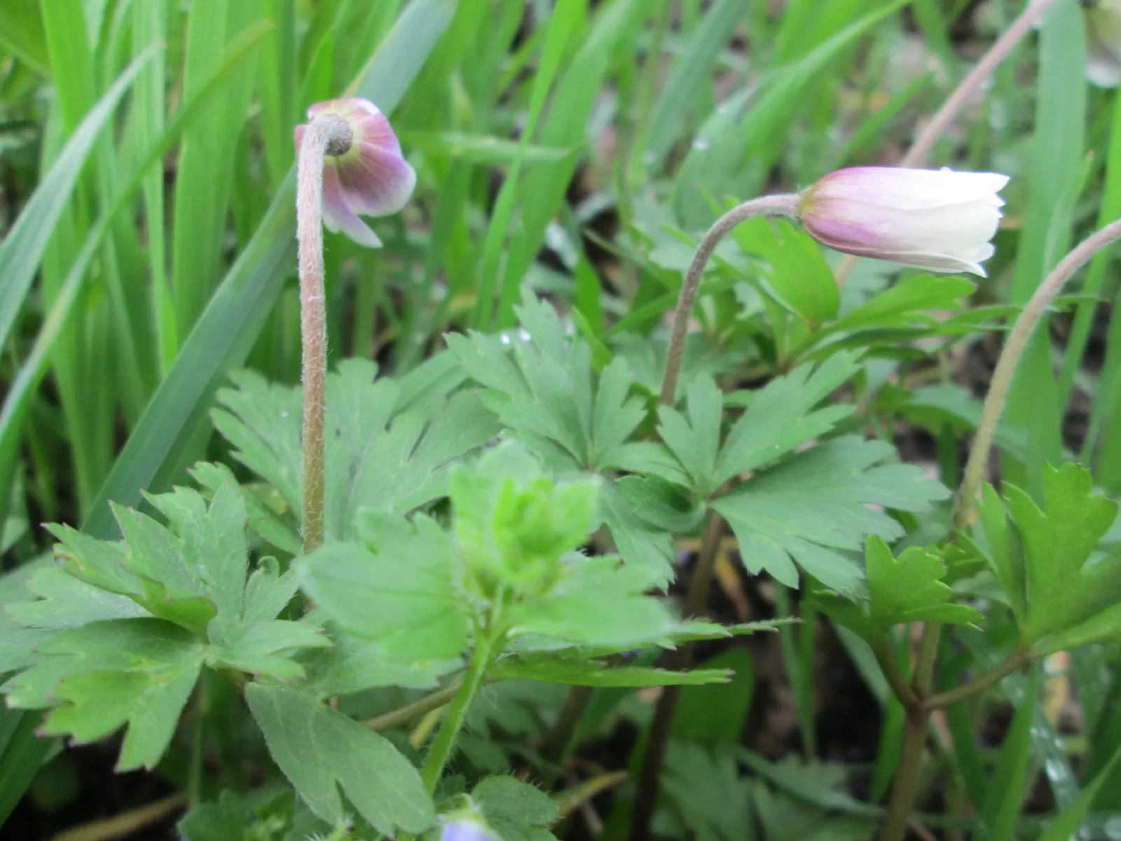 Windflower Or Greek Anemone (Anemone Blanda) — They require little maintenance once established; windflowers complement spring-blooming bulbs like, image 80