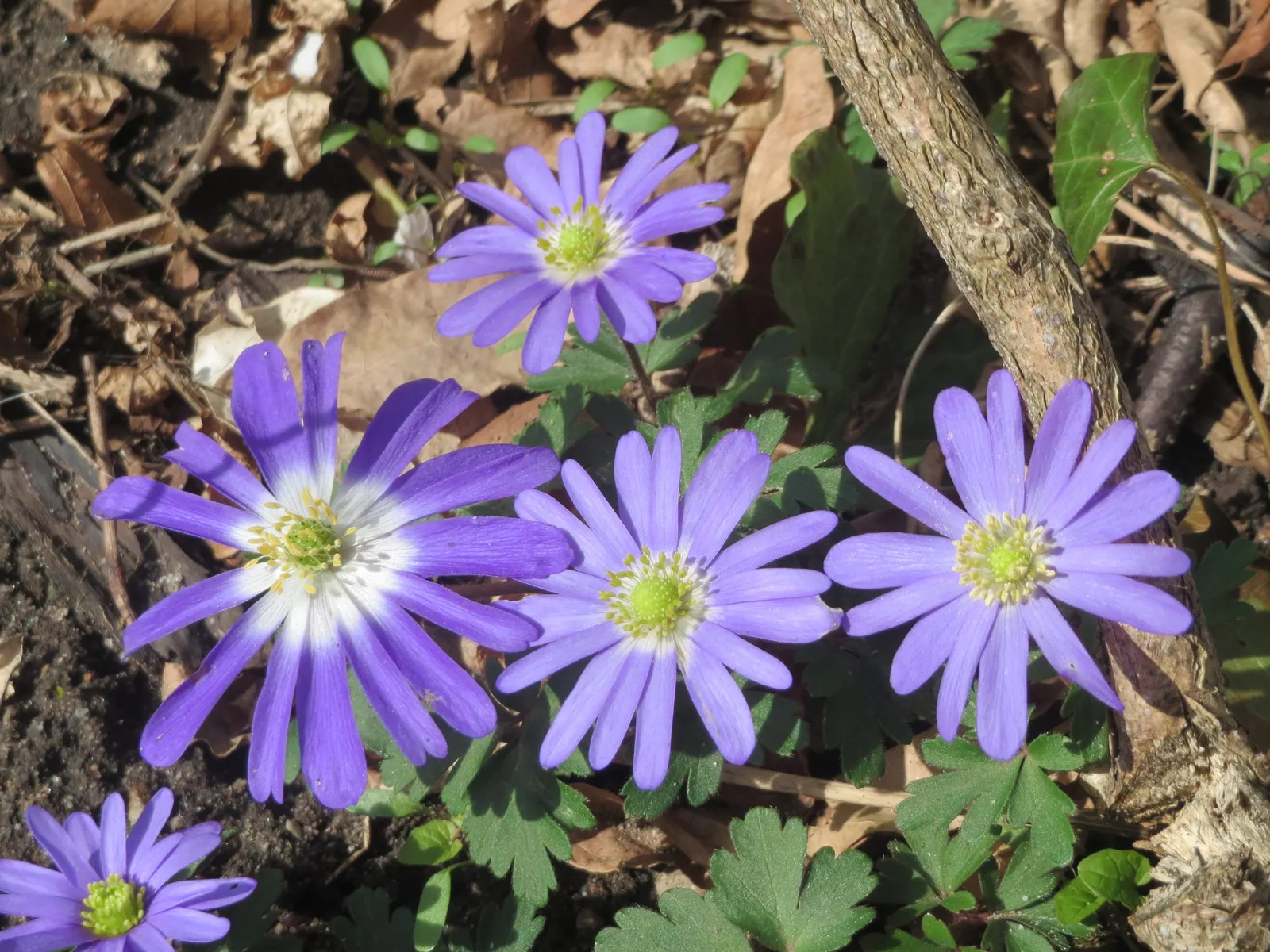 Windflower Or Greek Anemone (Anemone Blanda) — from full sun to partial shade; this perennial is renowned for its daisy-like flowers, image 74