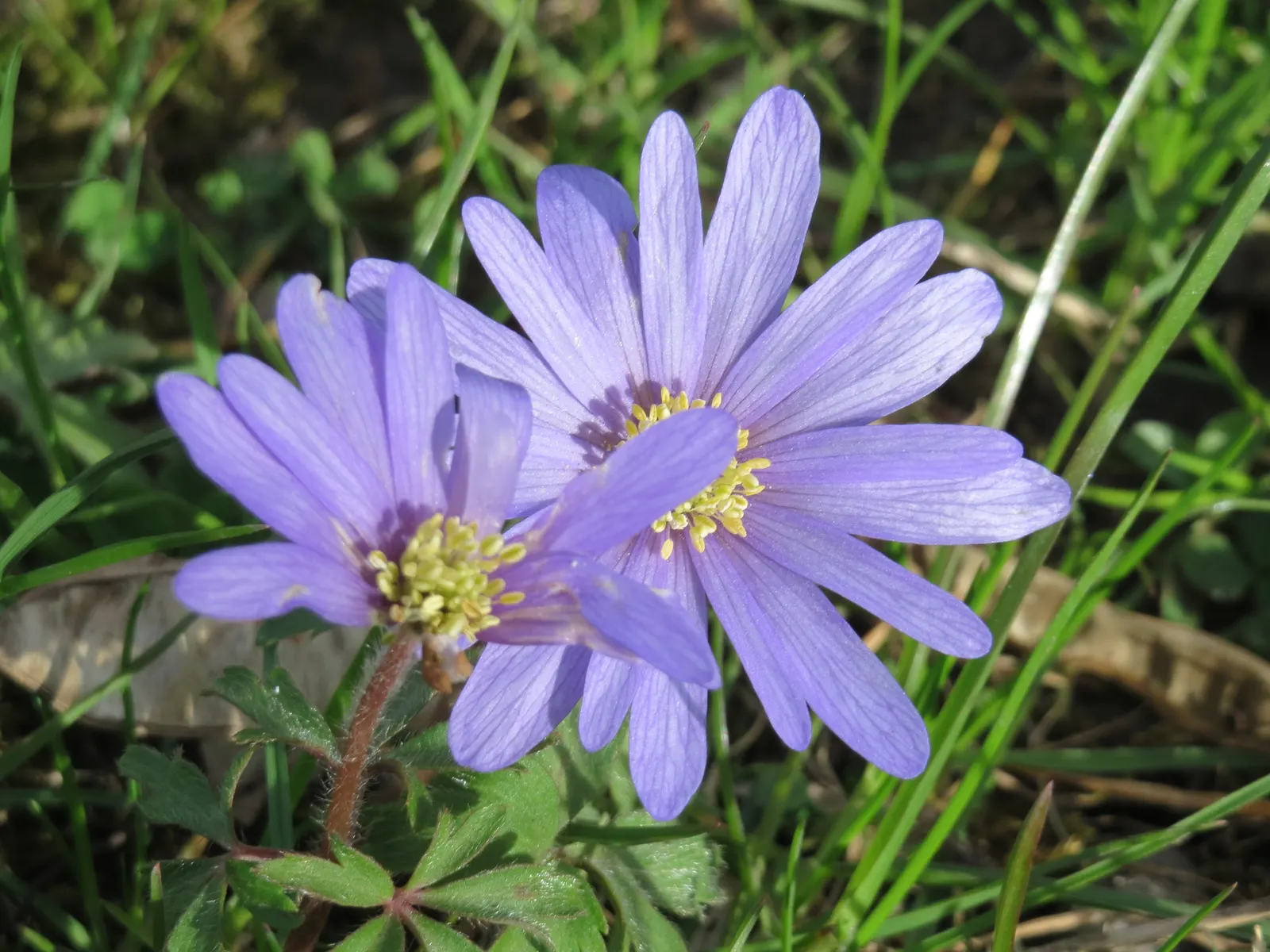 Windflower Or Greek Anemone (Anemone Blanda) — perennial with purple blooms; from full sun to partial shade, image 83